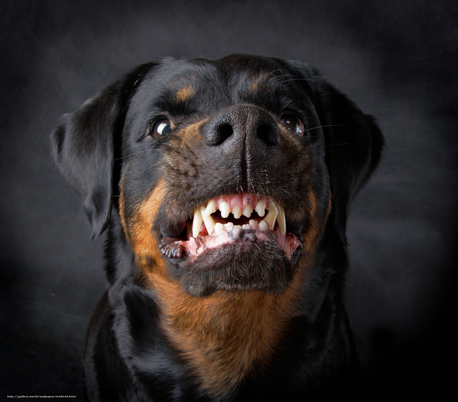 Download wallpaper dog, Dog, animals, evil free desktop wallpaper in the resolution 5428x4774