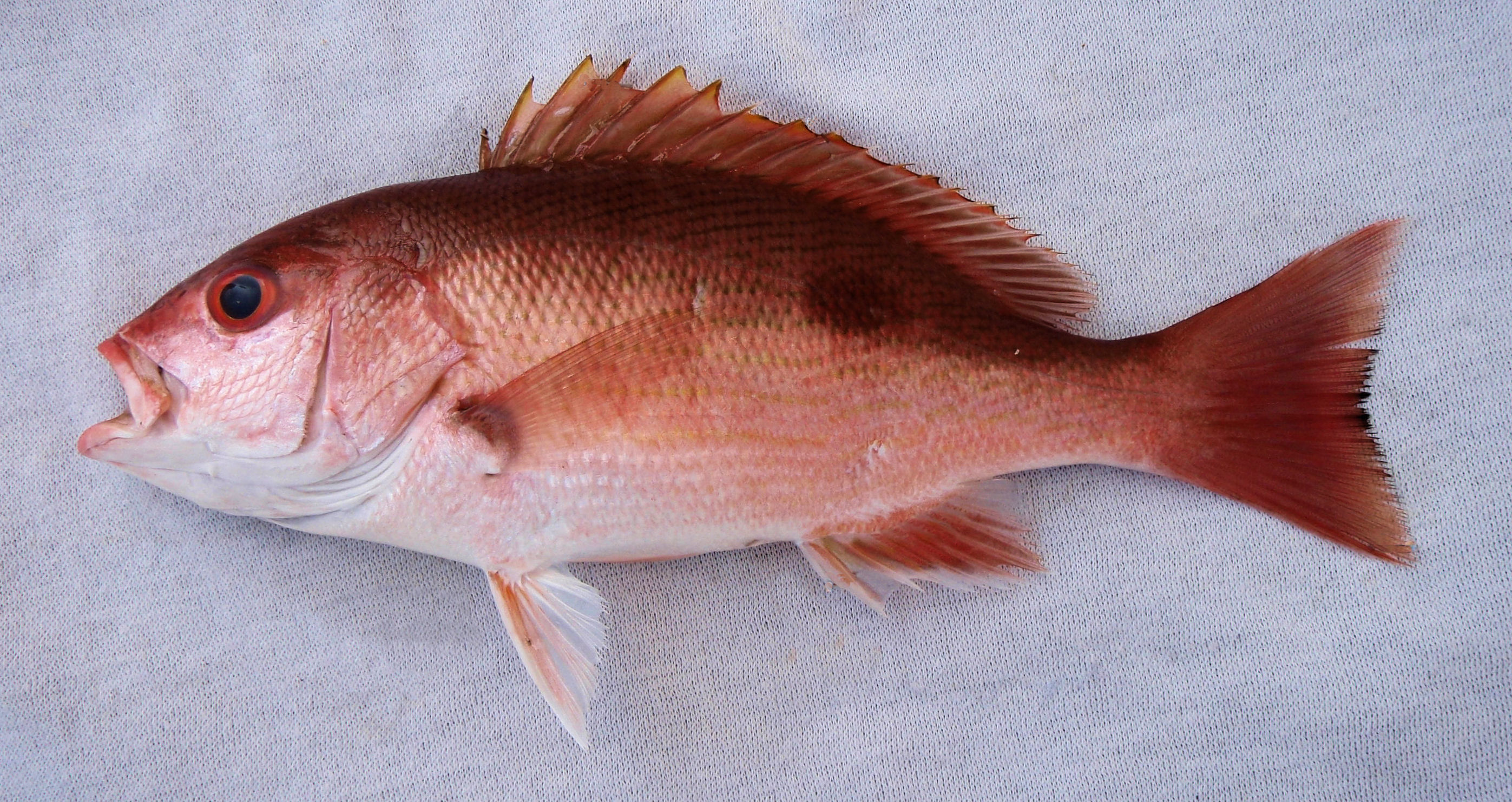 Bonny Snapper photo and wallpaper. Cute Bonny Snapper picture
