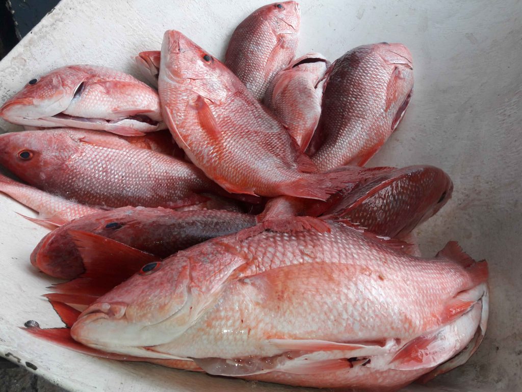 Red Snapper Season Florida Wild Ocean Seafood
