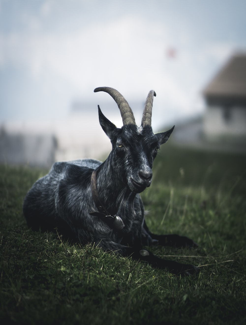 Black Goat Picture. Download Free Image