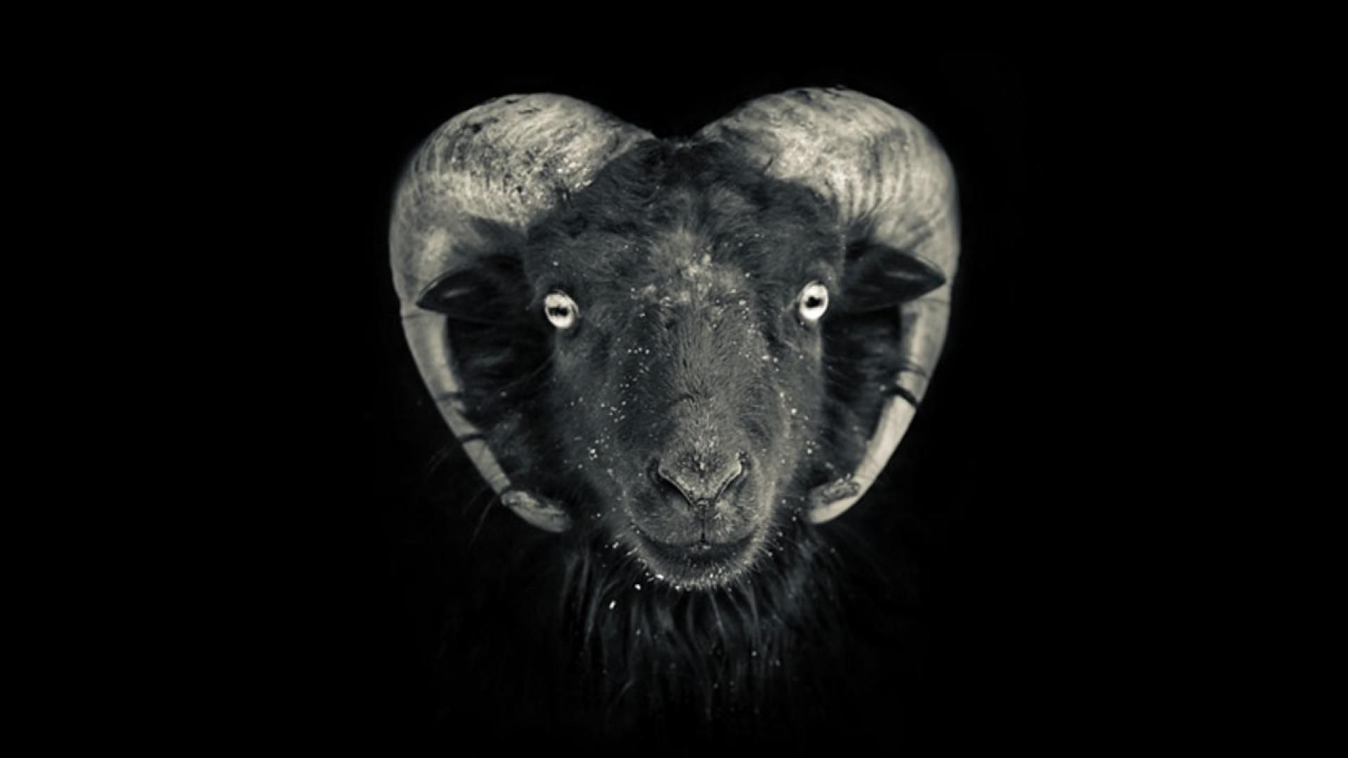 Black Goat Wallpaper