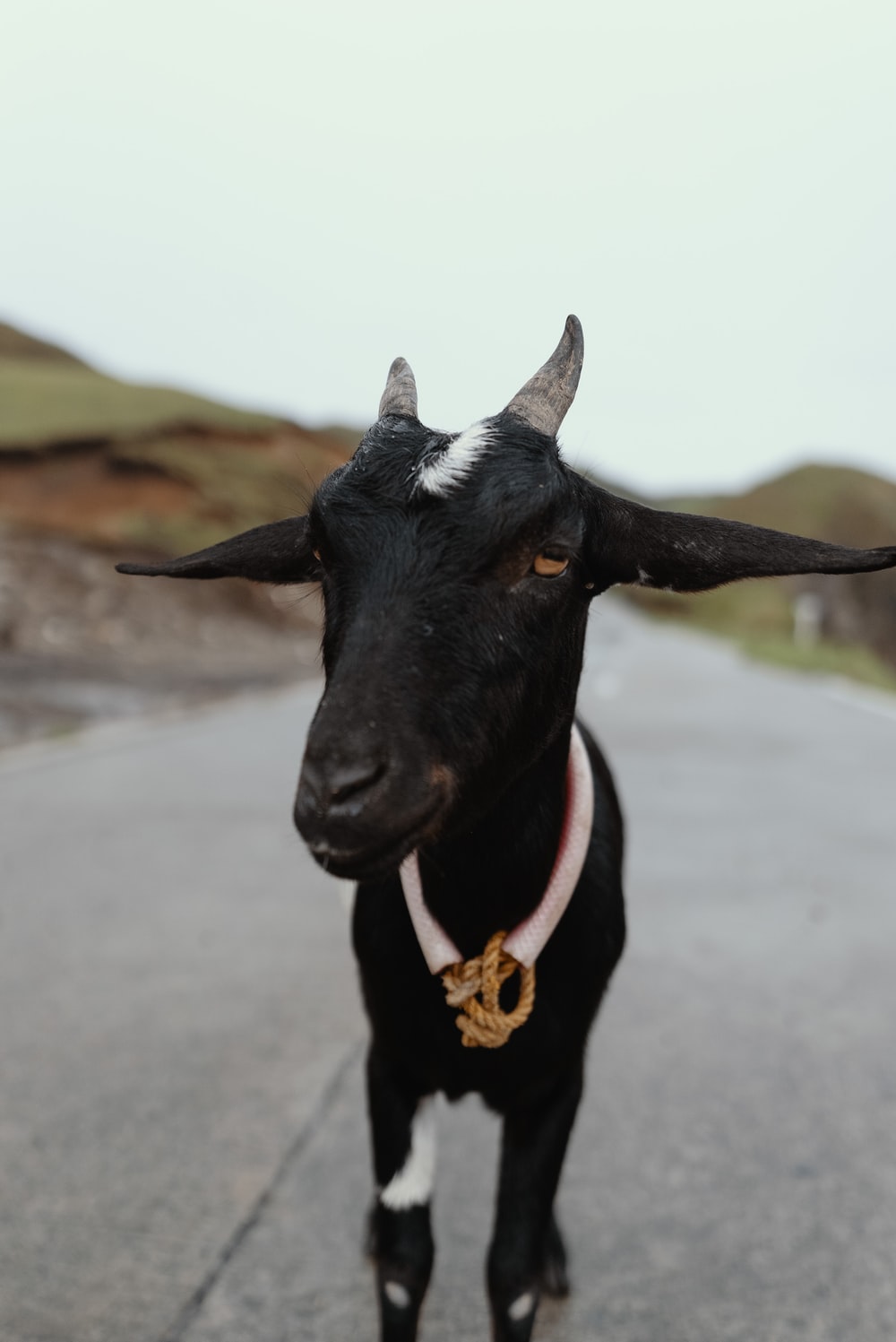 closeup photography of black goat on road during daytime photo