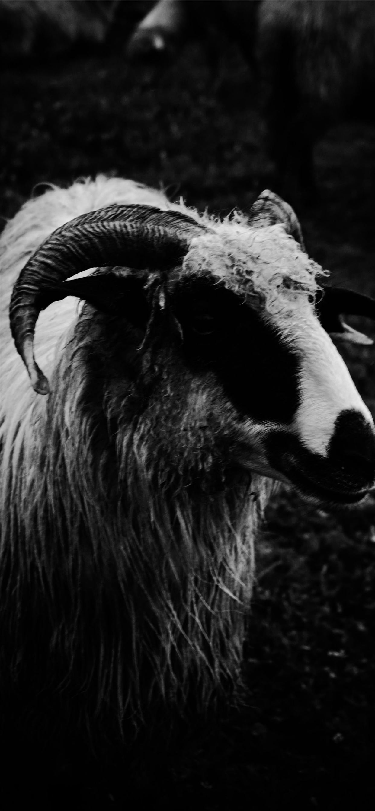 goat iPhone Wallpaper Free Download