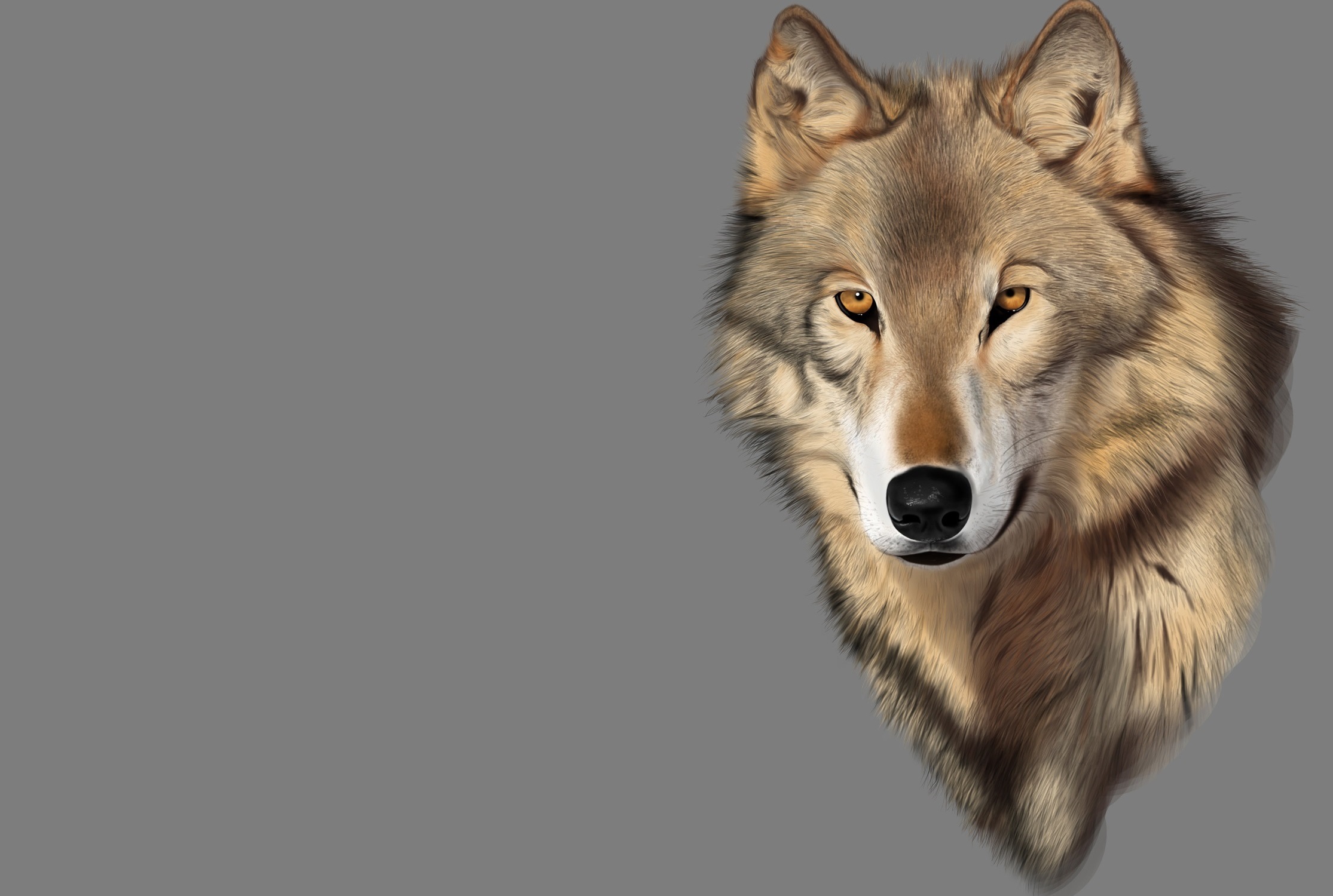 Wolf, Head Wallpaper & Background Image