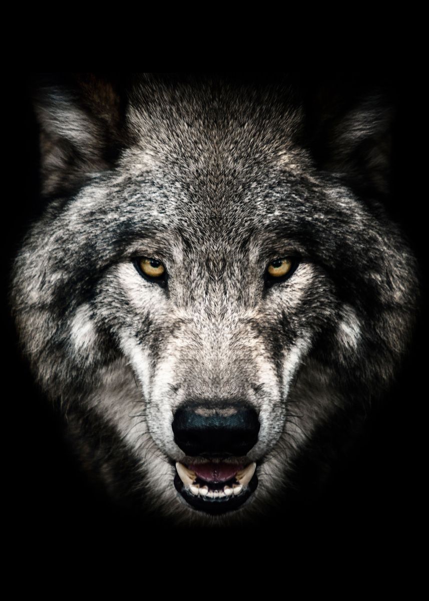 wild angry wolf head ' Poster
