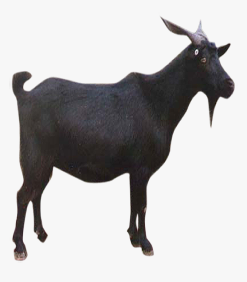 Goat Sheep Download Goat Png Hd, Transparent Png