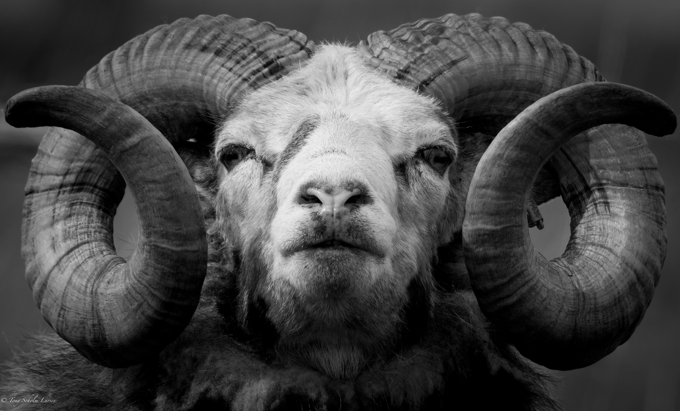 Wallpaper, horn, black and white, monochrome photography, sheep, snout, close up, wildlife, graphy, cow goat family 2754x1663