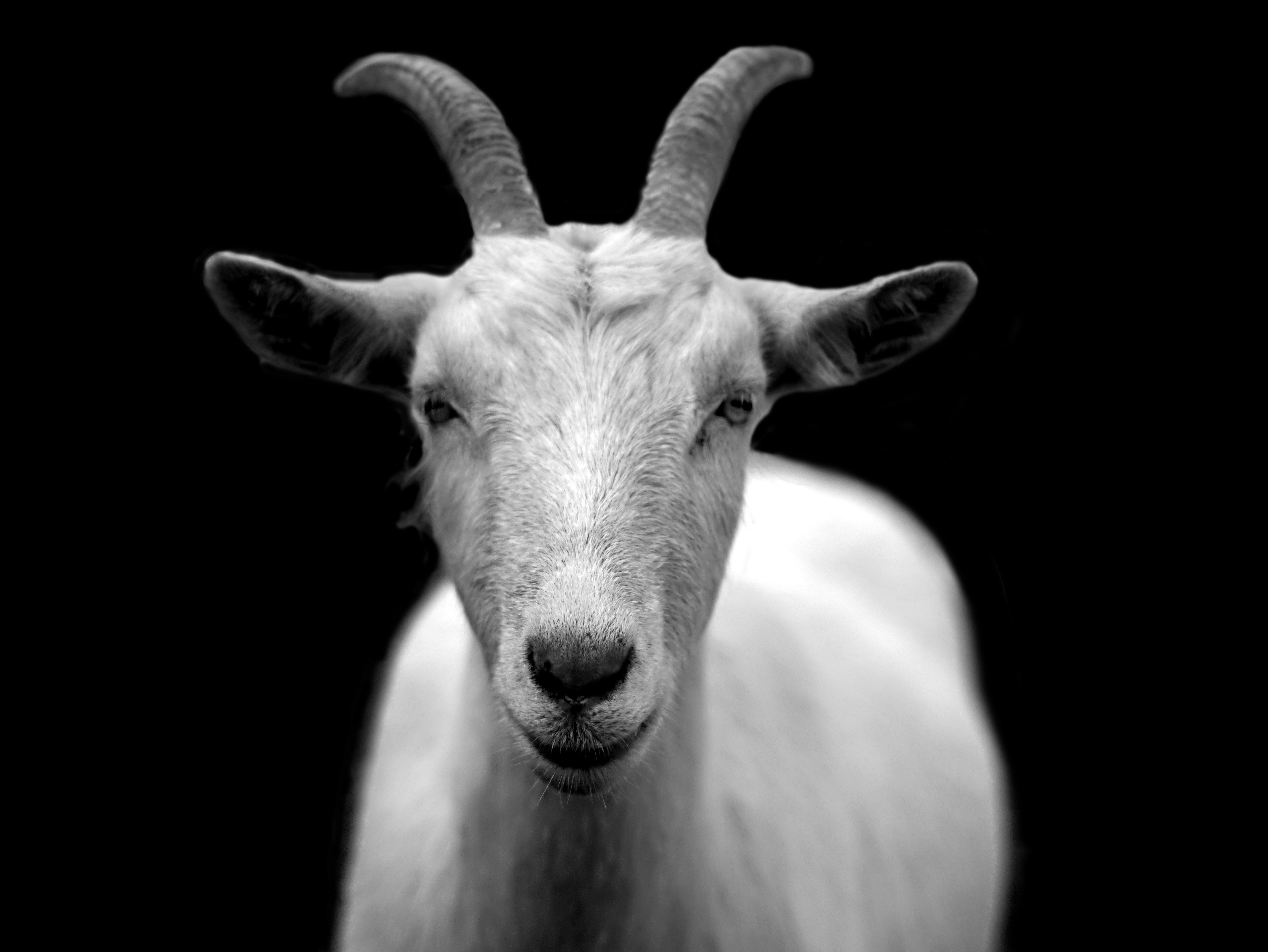 Goat Photo, Download The BEST Free Goat & HD Image