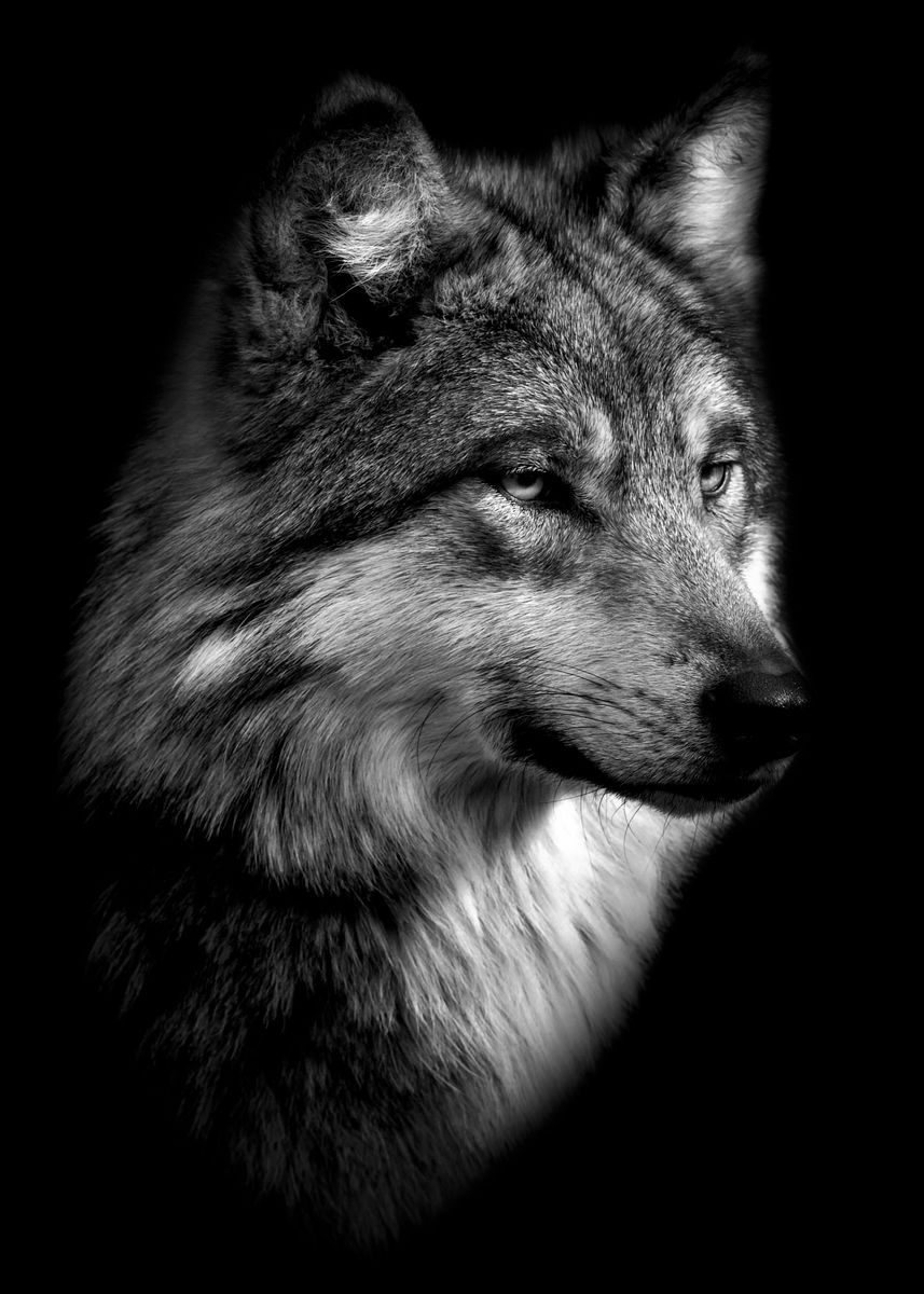 black wild wolf poster ' Poster