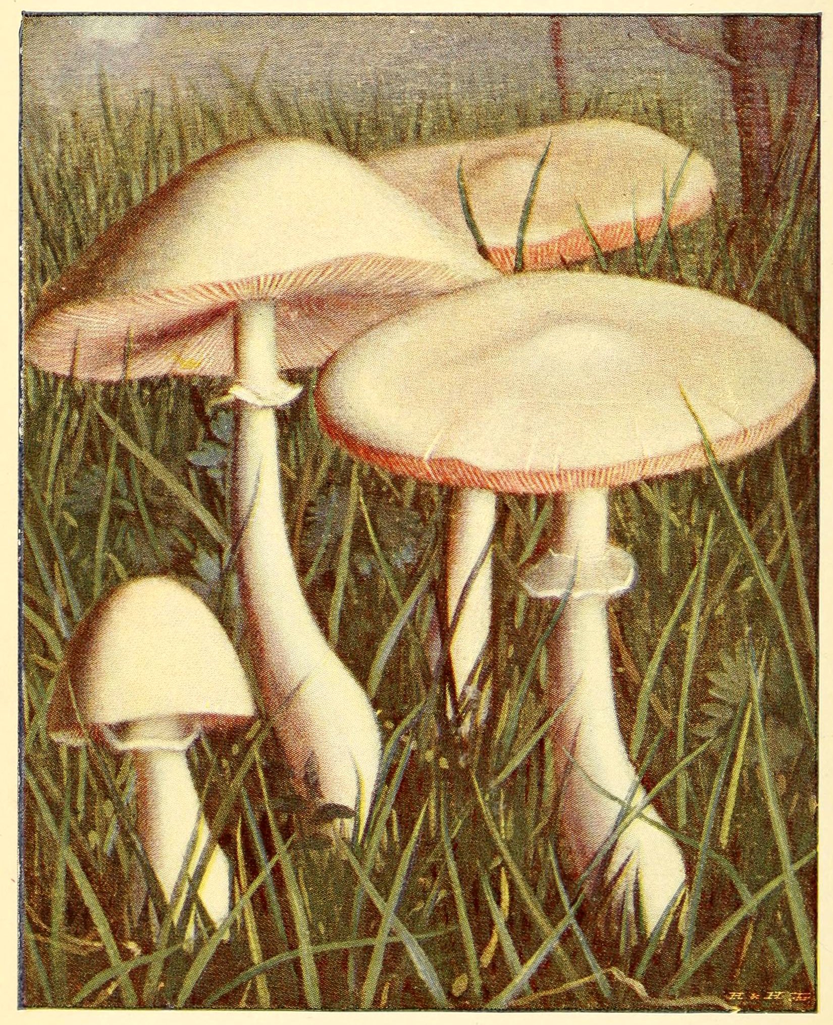 Mushroom Image! Graphics Fairy