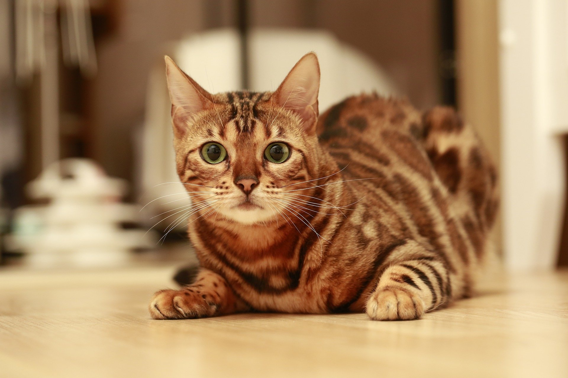 Brown Bengal Cat HD Wallpaper