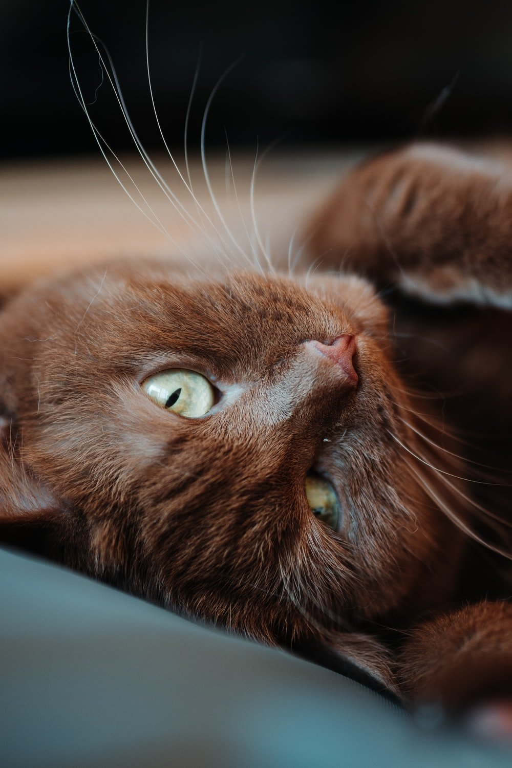 Brown Cat Picture. Download Free Image