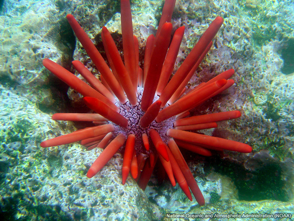Sea Urchin Sea Wallpaper