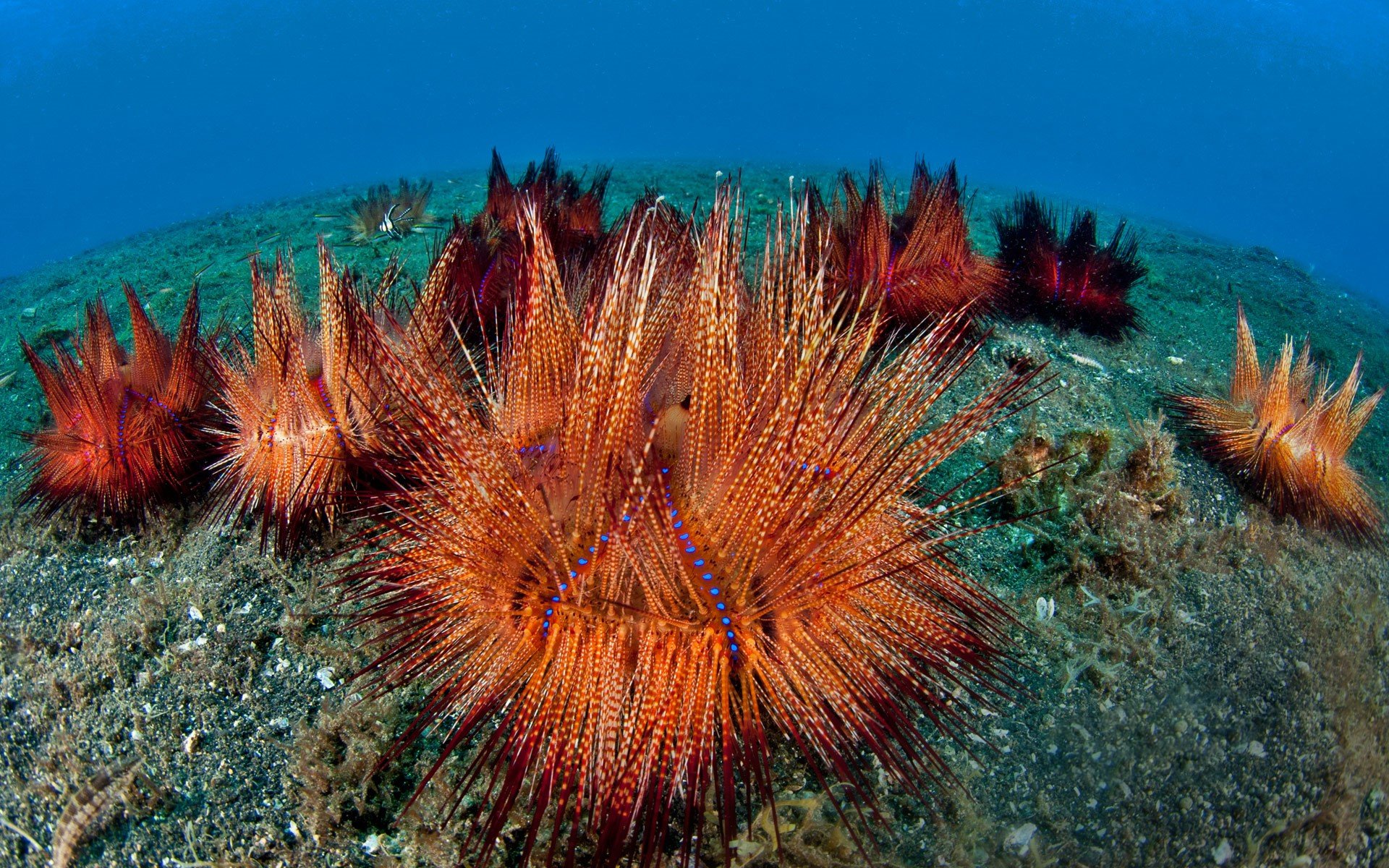 Sea Urchin Wallpapers - Wallpaper Cave