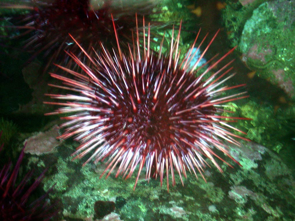 Sea Urchin Wallpapers - Wallpaper Cave