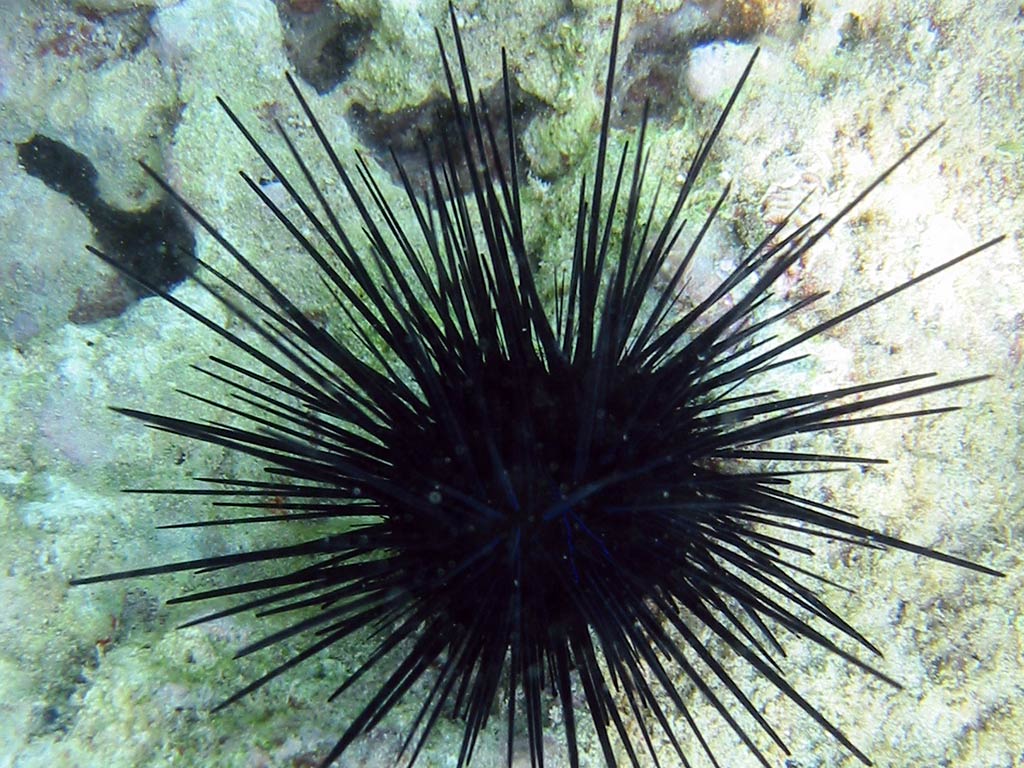 Sea Urchin Wallpapers - Wallpaper Cave