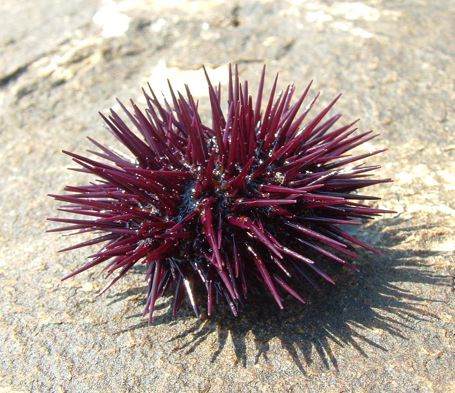 Free photo: Sea urchin, Ocean, Remnants