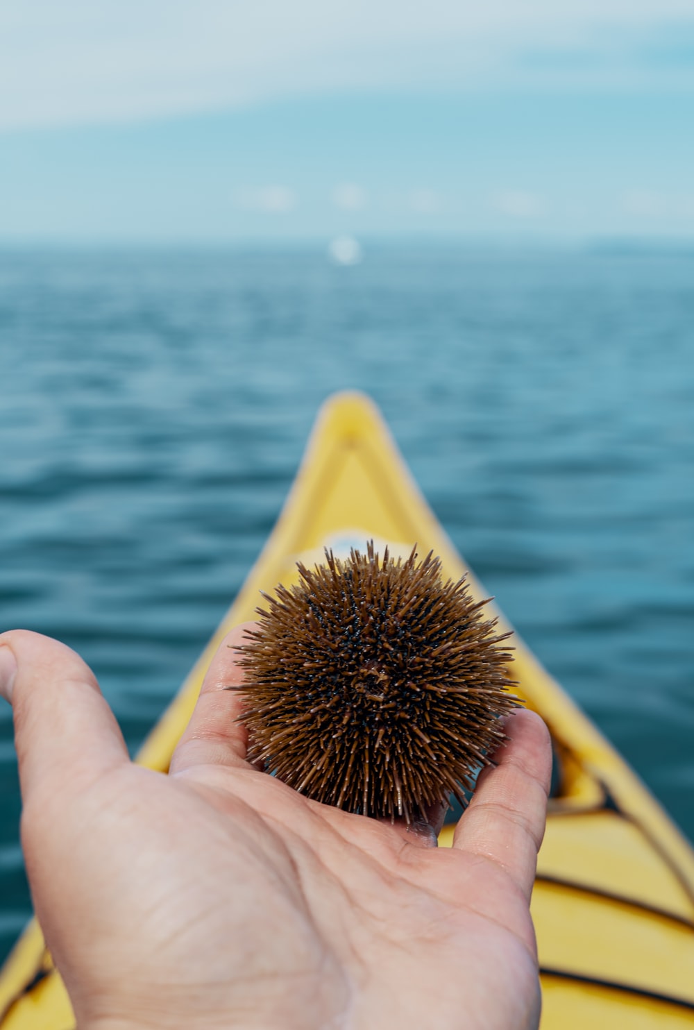 Sea Urchin Wallpapers - Wallpaper Cave