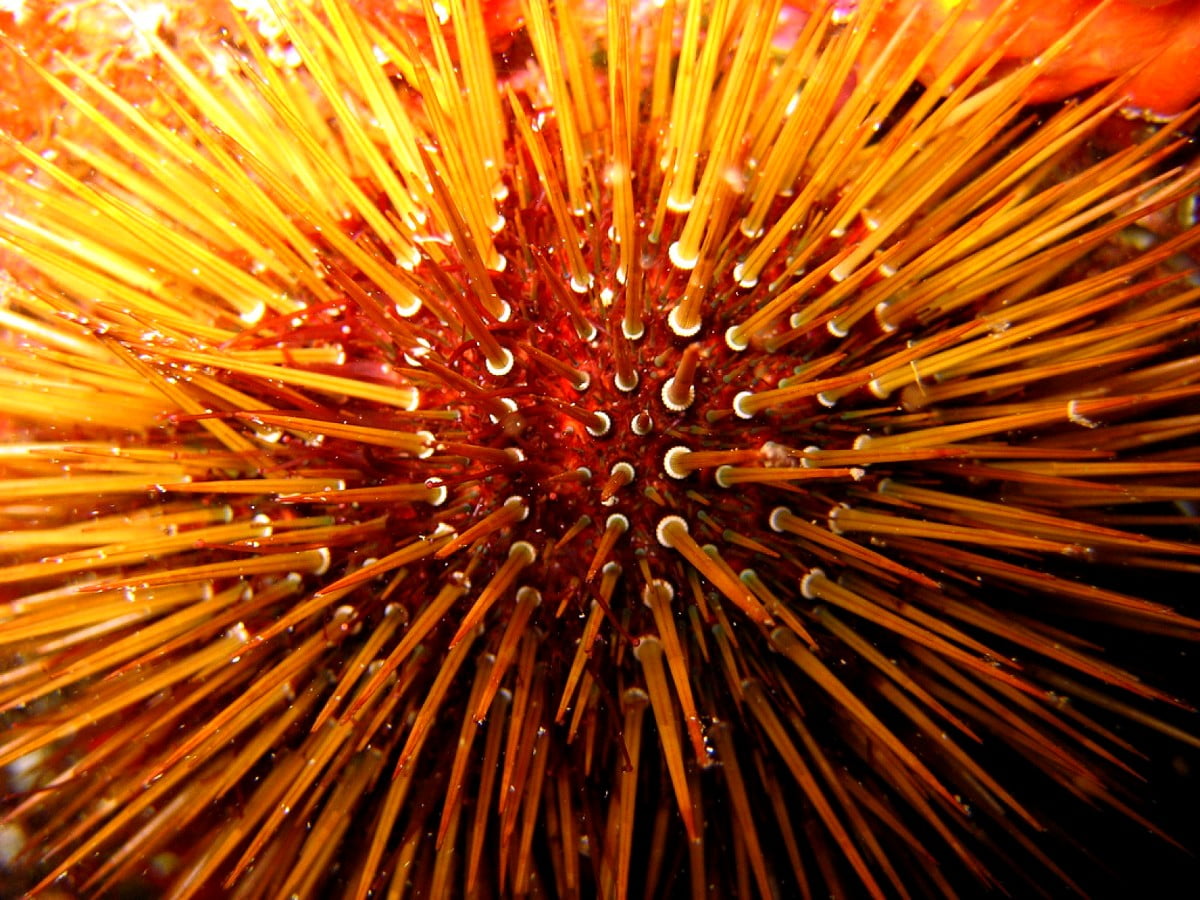 Sea Urchin Wallpapers - Wallpaper Cave