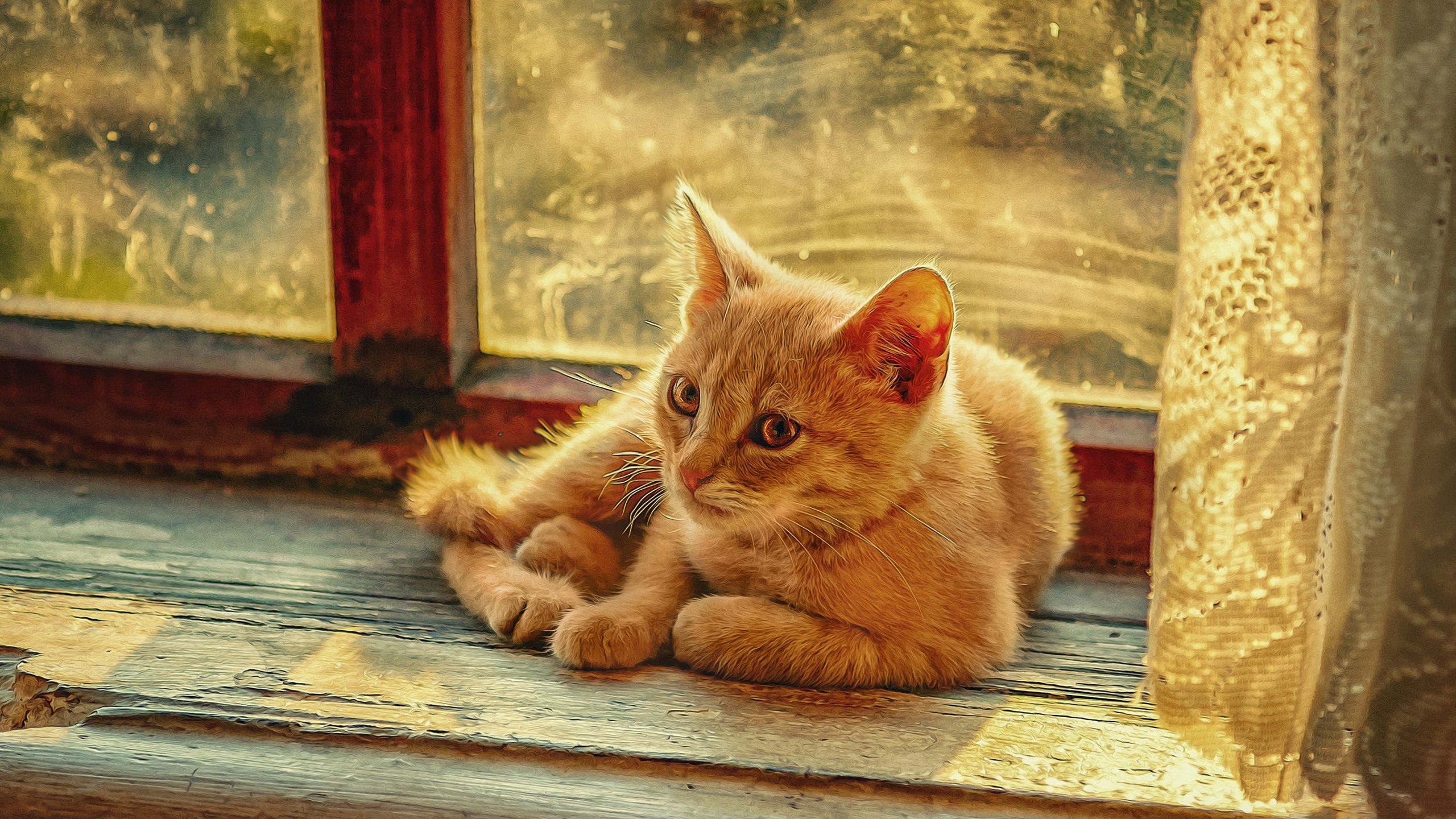 Light Brown Cat Is Sitting In Front Of Glass Window HD Cat Wallpaper