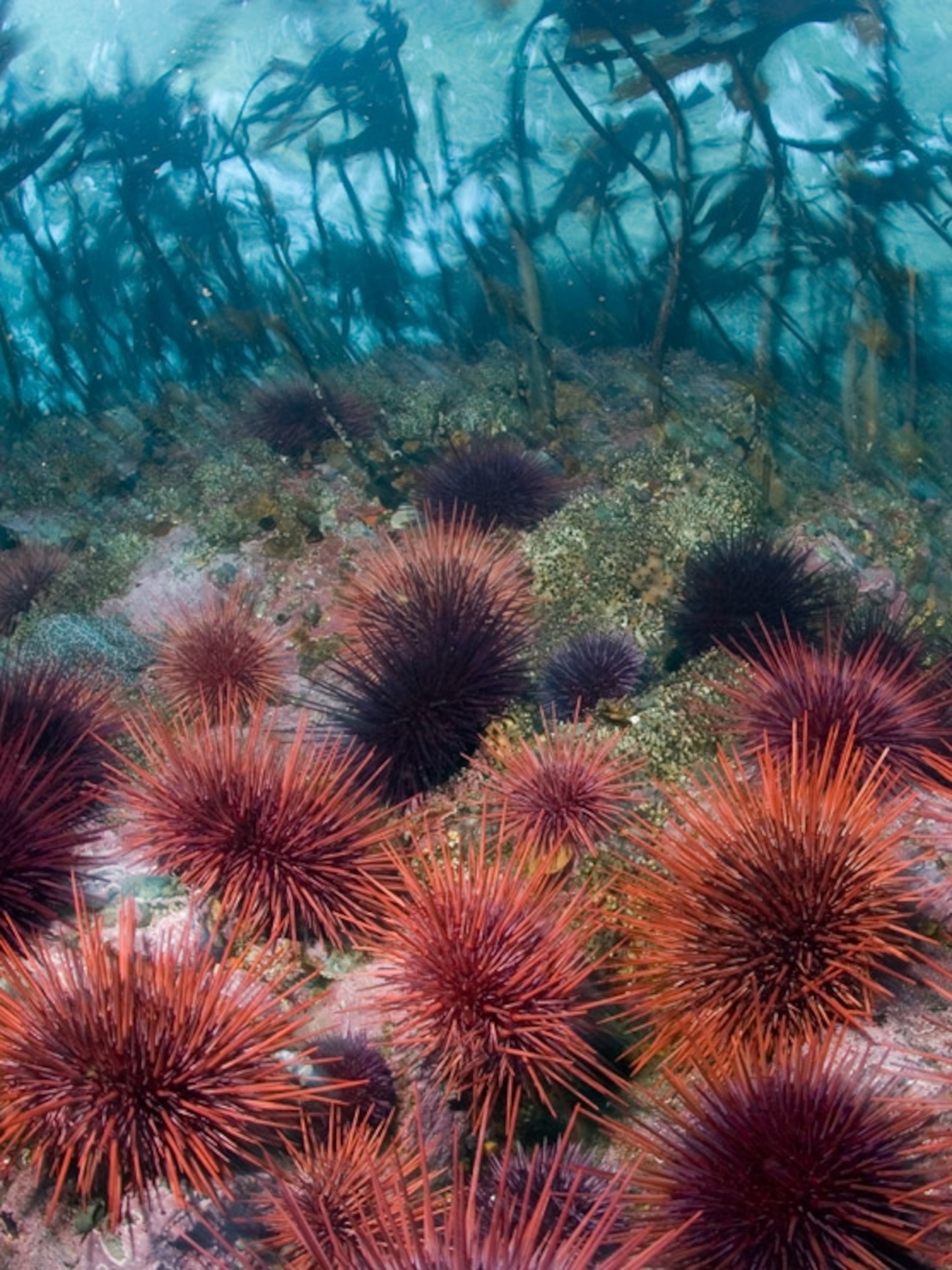 Sea Urchin Wallpapers - Wallpaper Cave