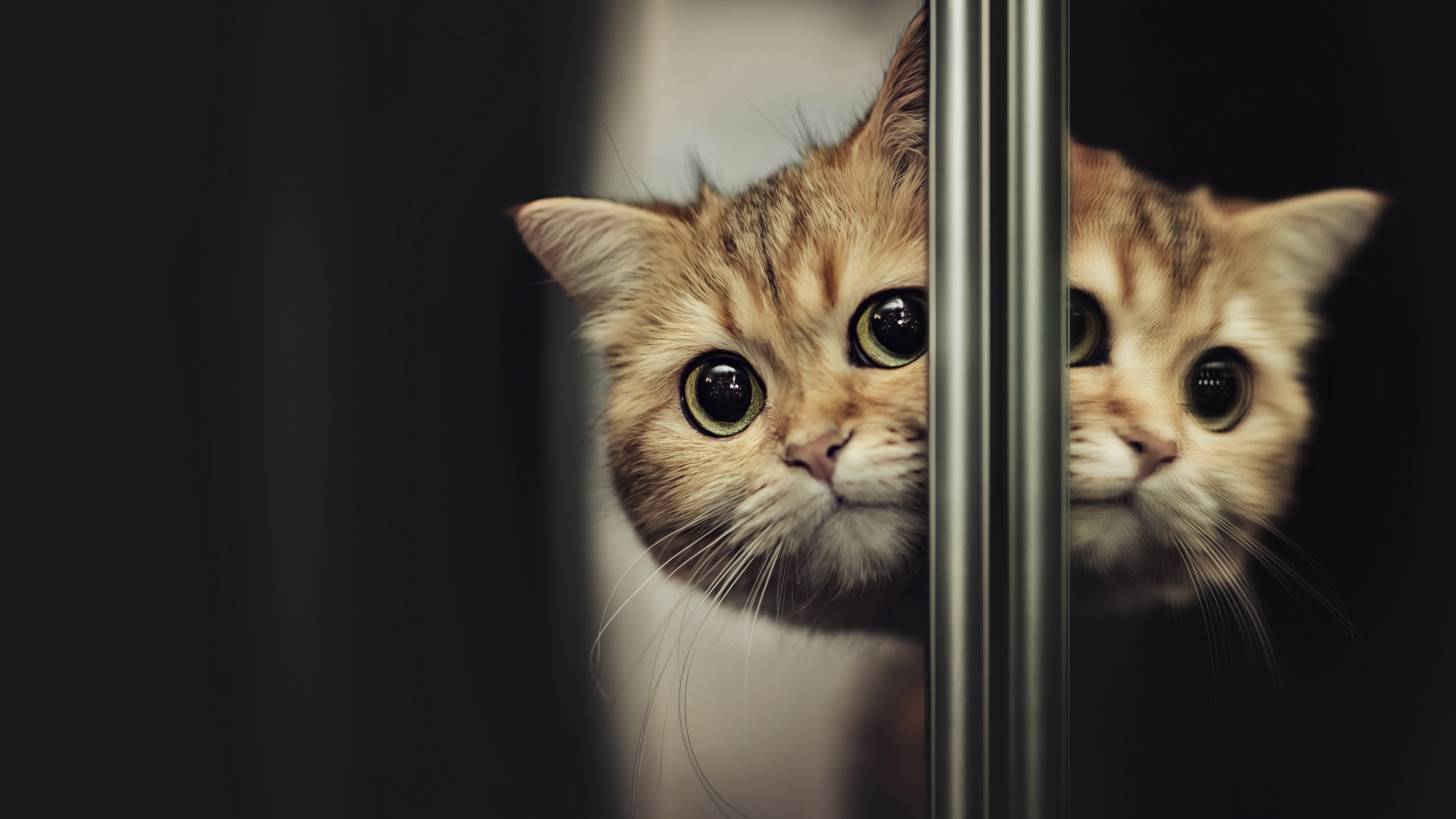 Light Brown Cat Face Is Reflecting On Mirror 4K HD Cat Wallpaper