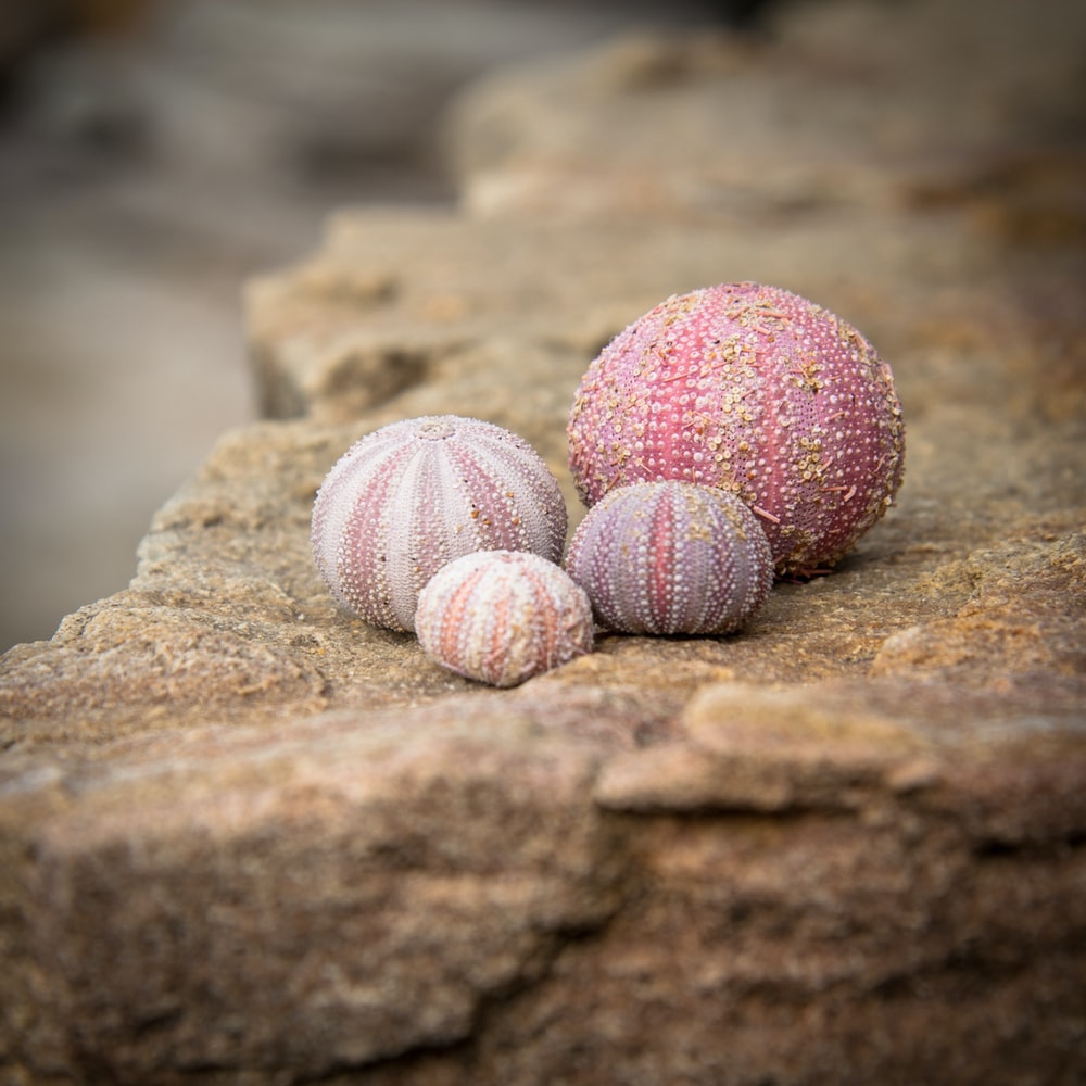 Sea Urchin Wallpapers - Wallpaper Cave