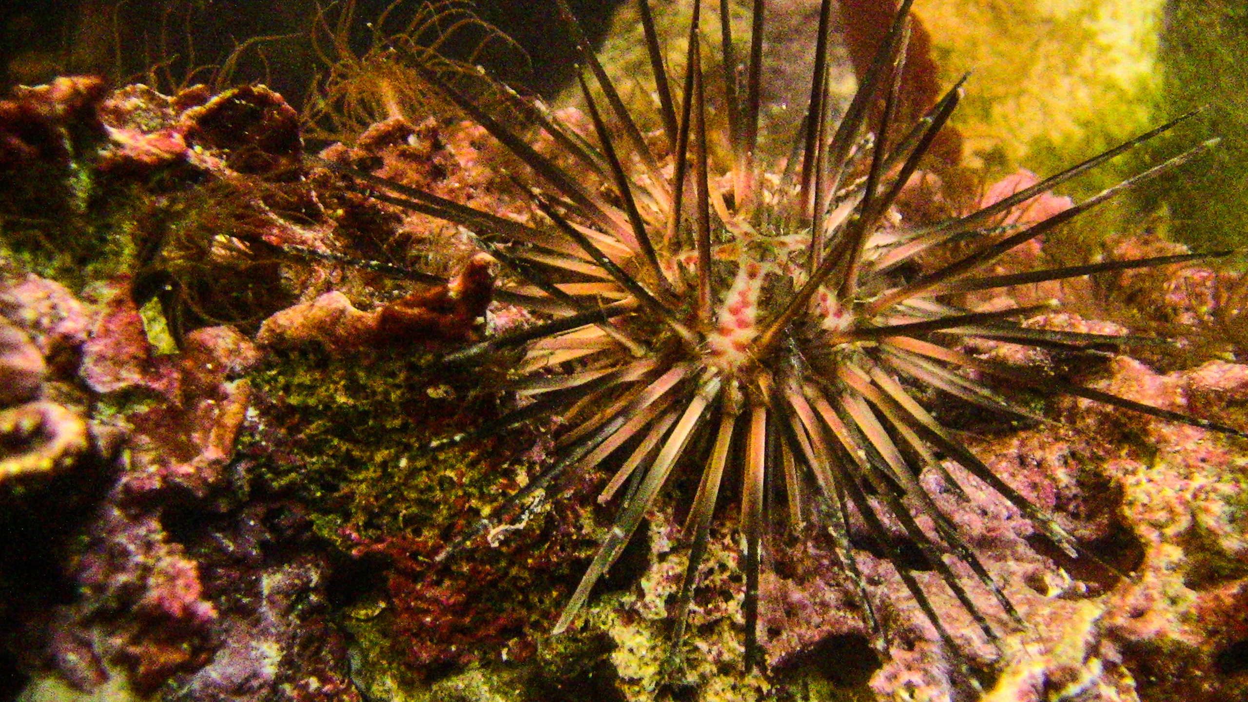 Sea Urchin Evolution. Smithsonian Tropical Research Institute