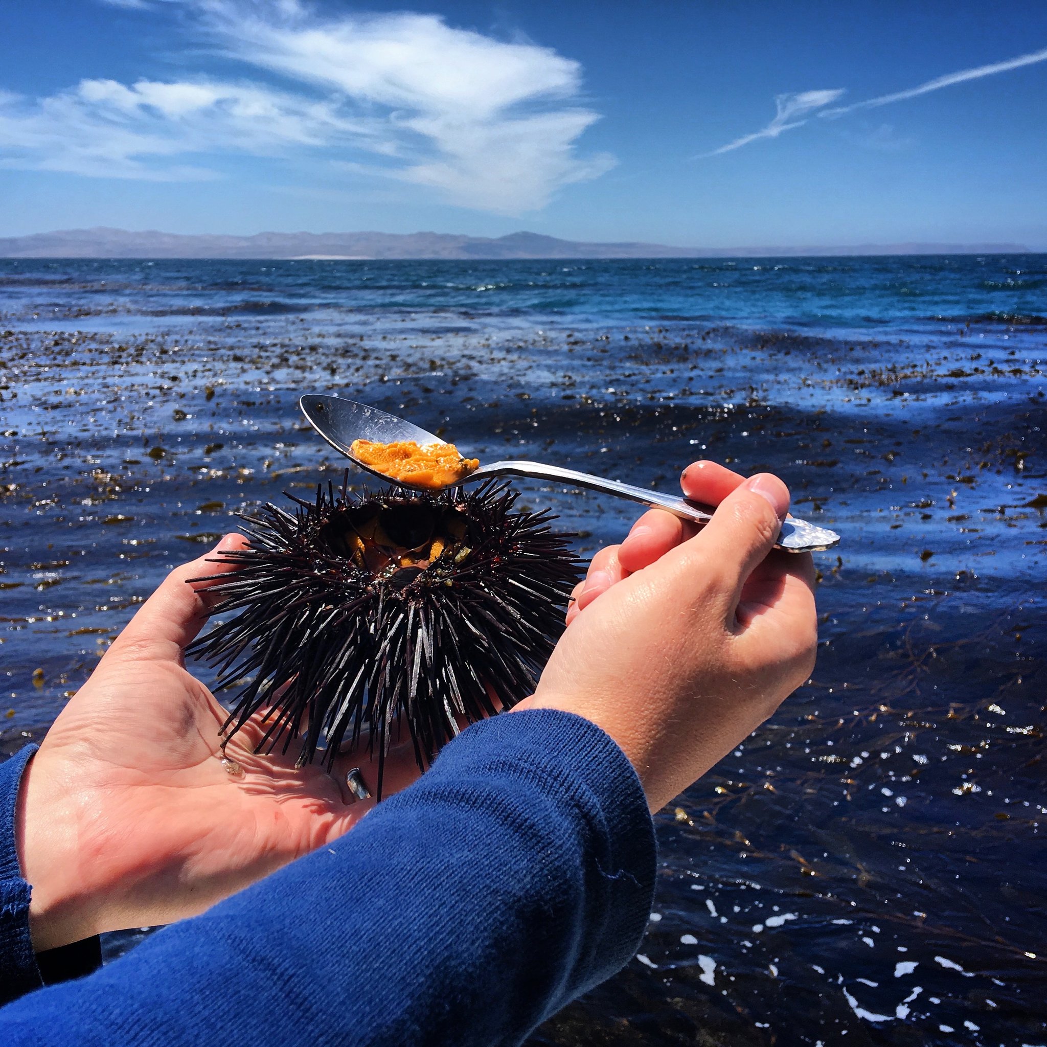 Sea Urchin Wallpapers - Wallpaper Cave