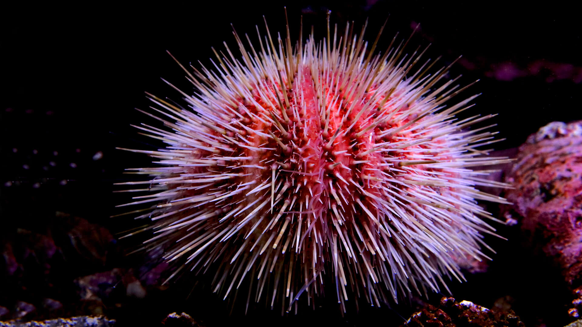 Sea Urchin Wallpapers - Wallpaper Cave