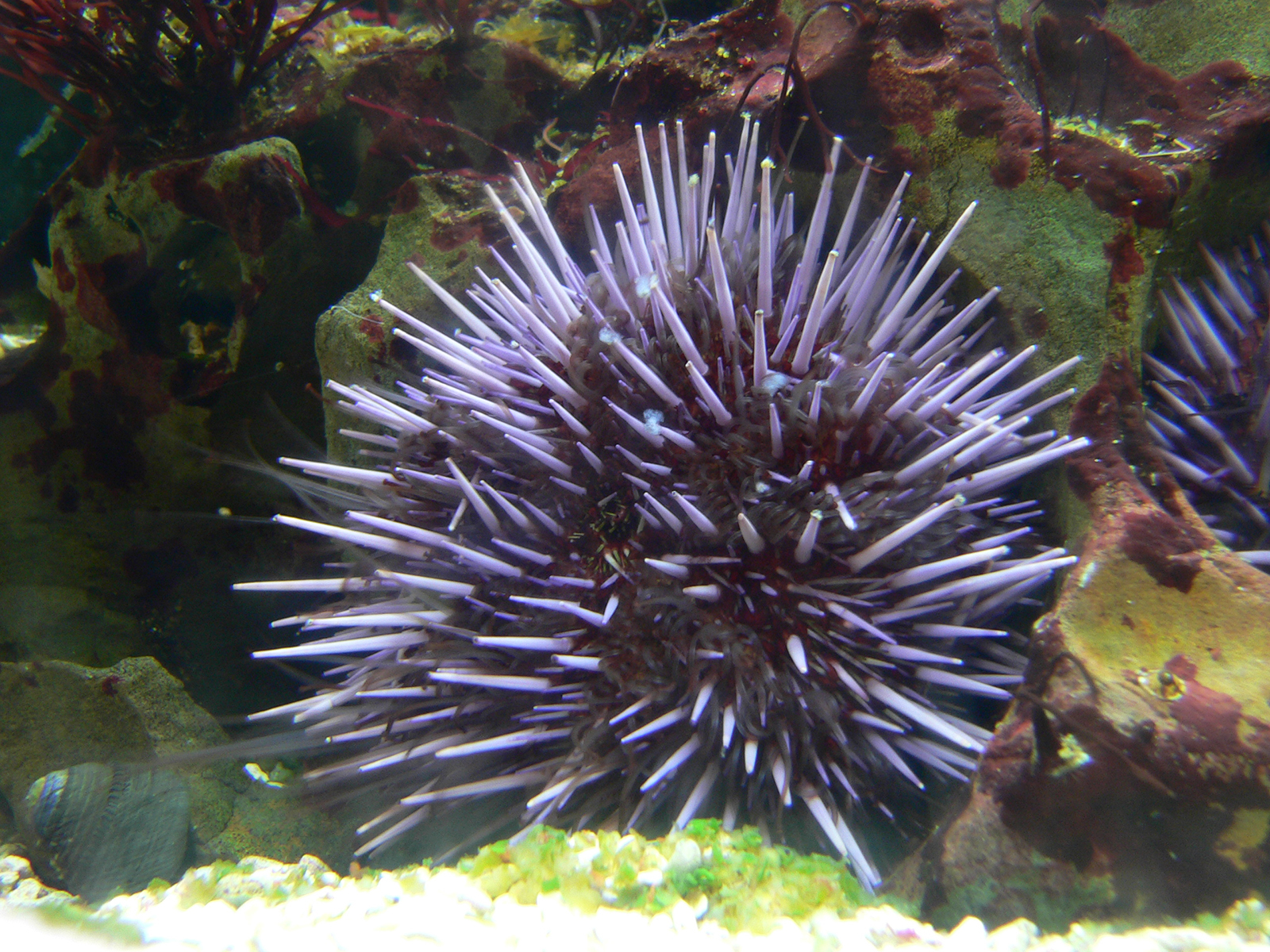 Sea Urchin Wallpapers - Wallpaper Cave