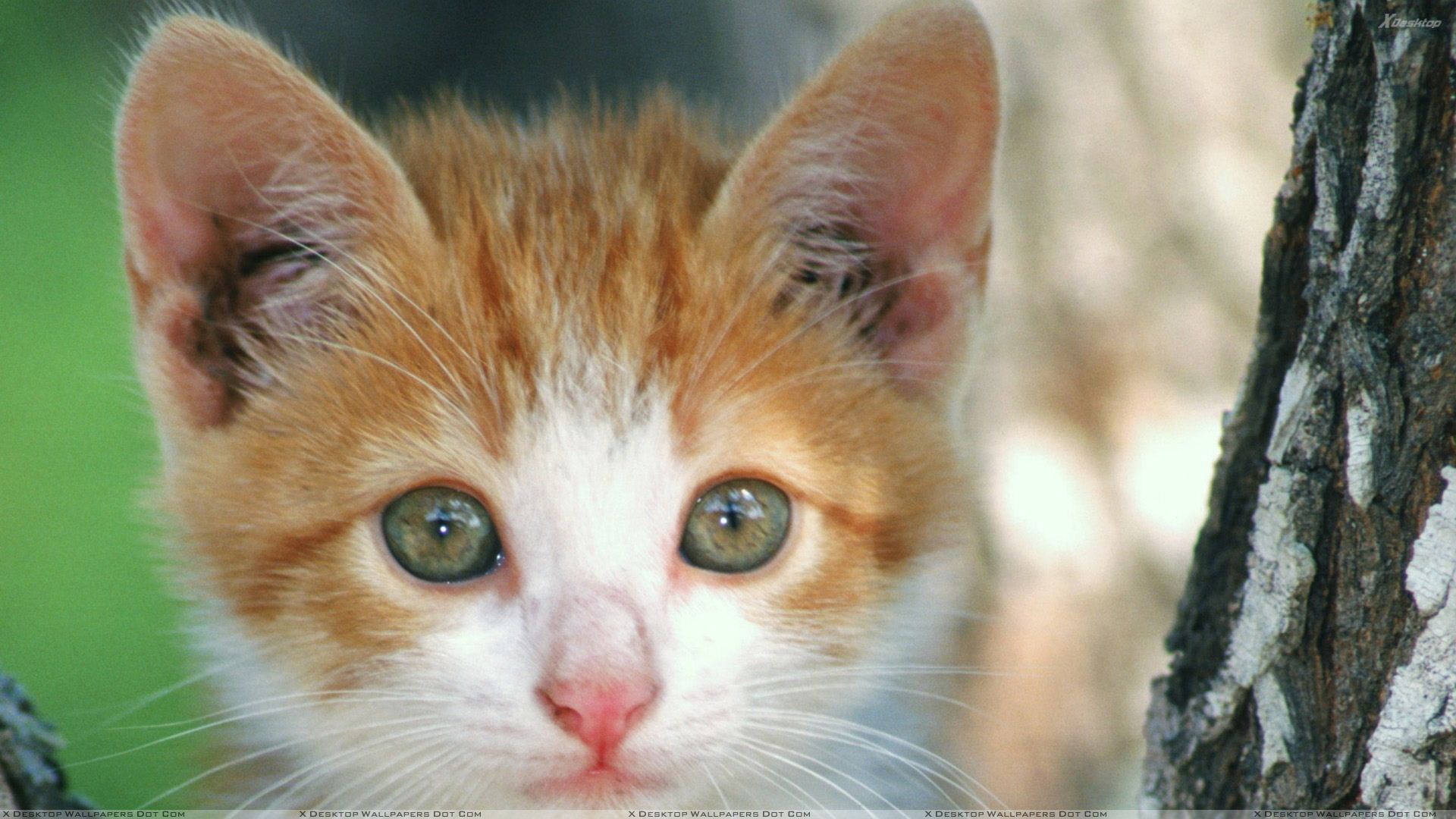 Brown N White Cat Face Closeup Wallpaper