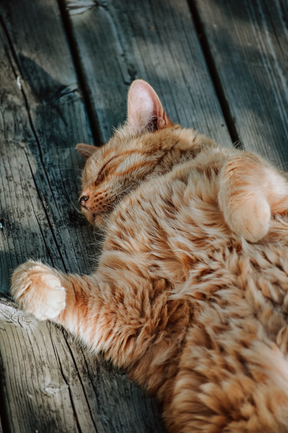 Medium Coated Orange Cat Sleeping On Brown Wood Plank Photo