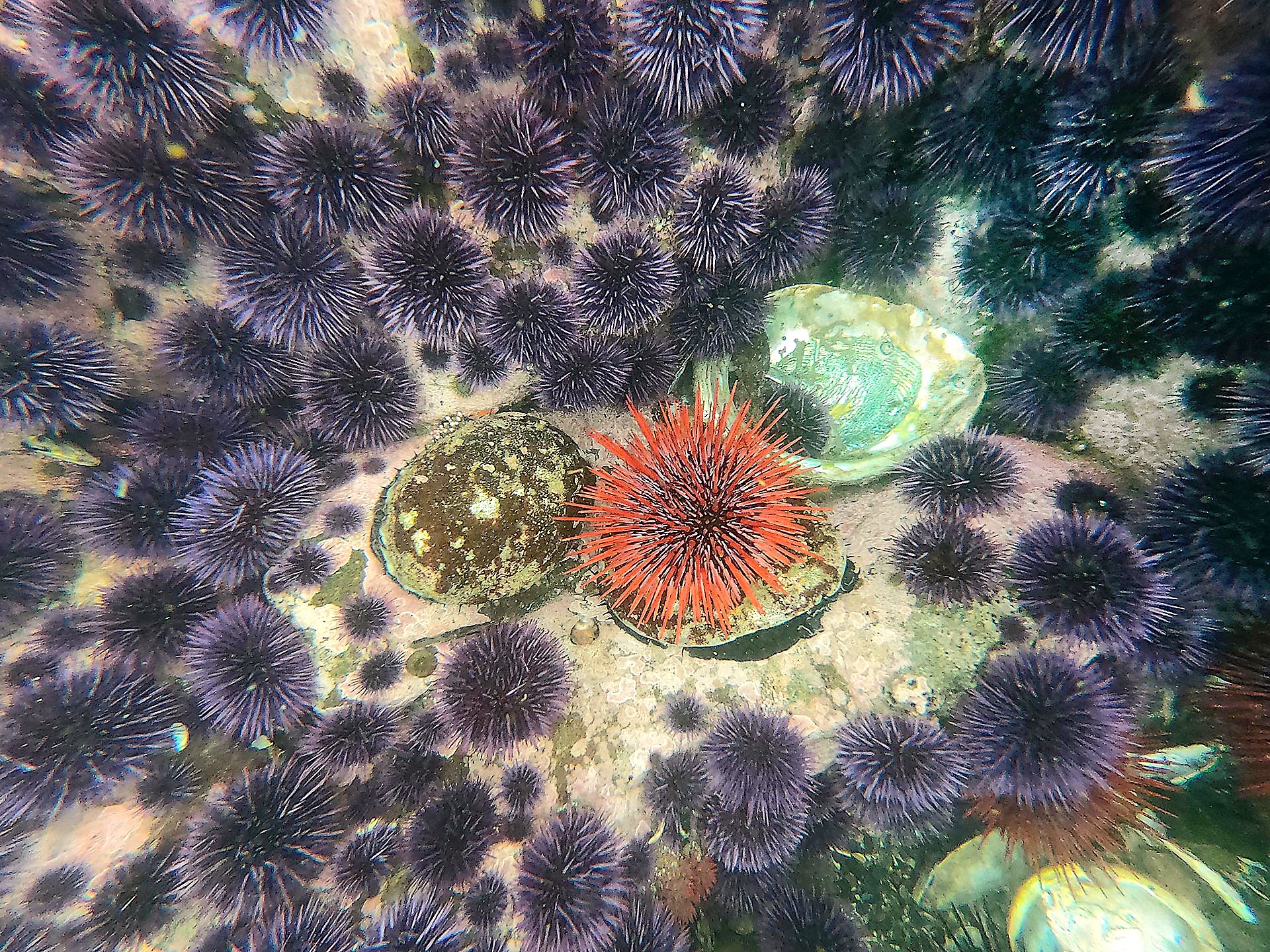 Sea Urchin Wallpapers - Wallpaper Cave