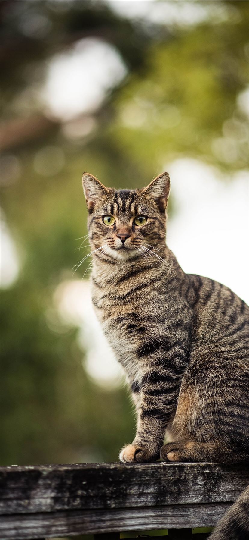 brown tabby cat on wooden beam iPhone 11 Wallpaper Free Download