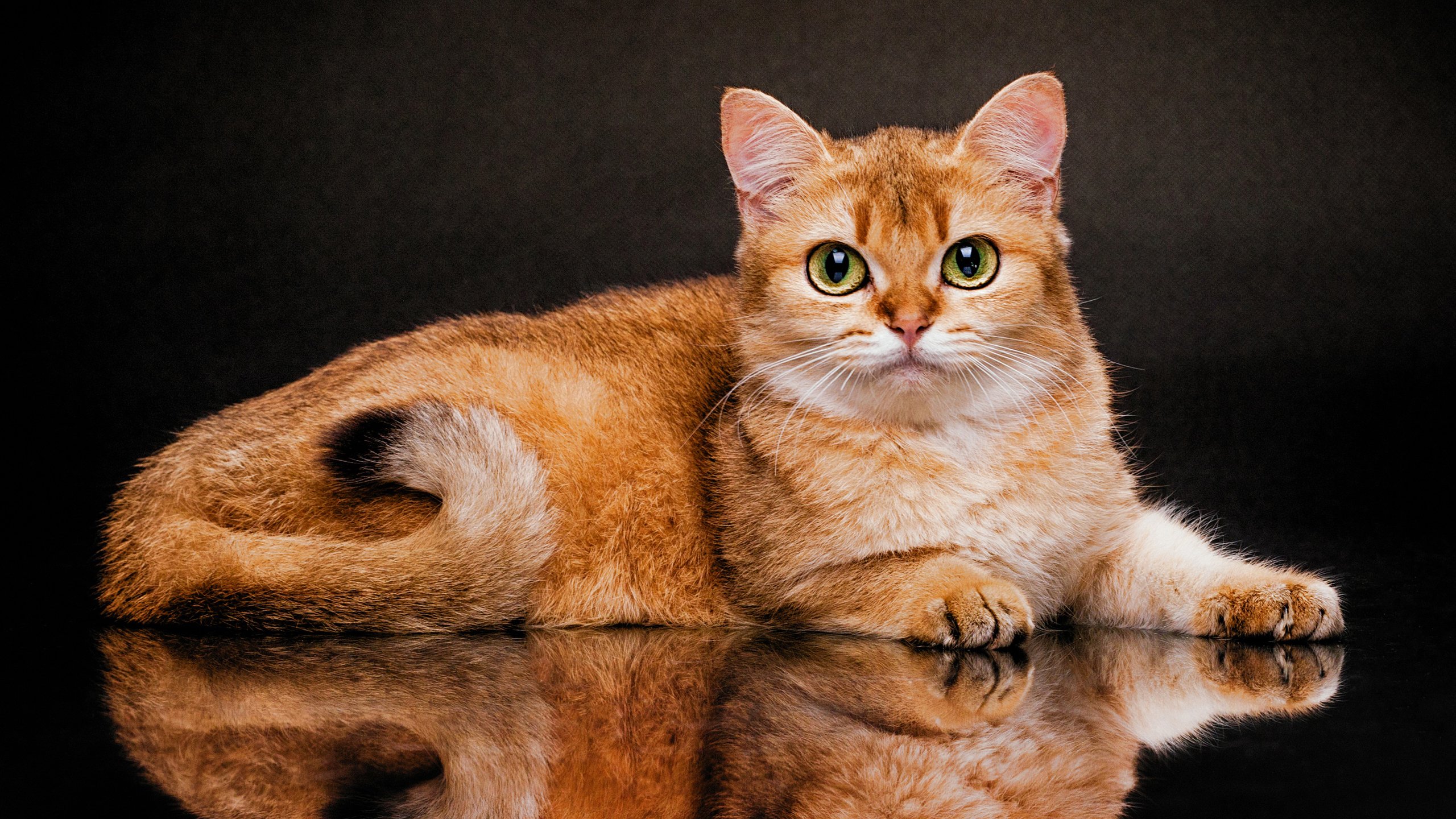 Brown Cat Is Sitting On Floor With Reflection HD Cat Wallpaper