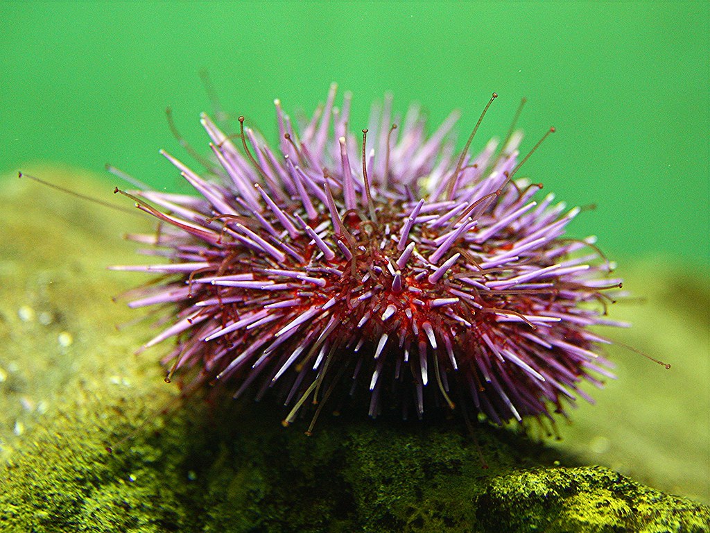 Sea Urchin Wallpapers - Wallpaper Cave