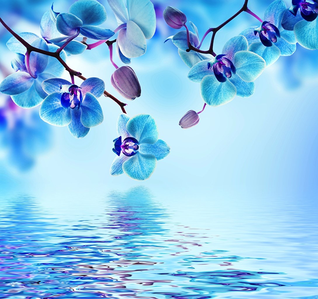light blue flower backgrounds