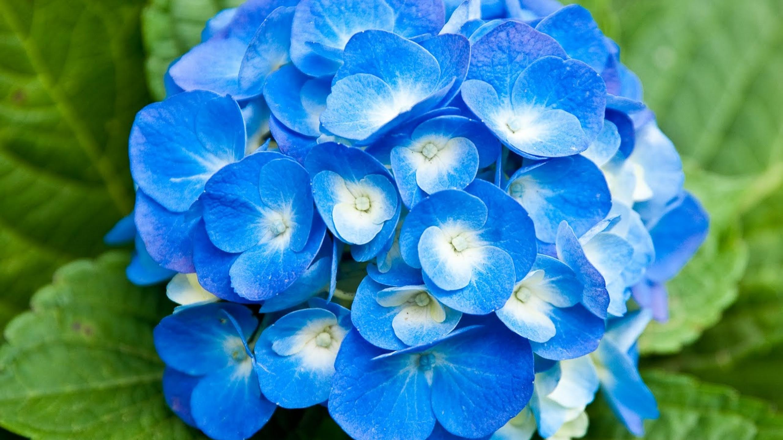 Light blue flowers with white center