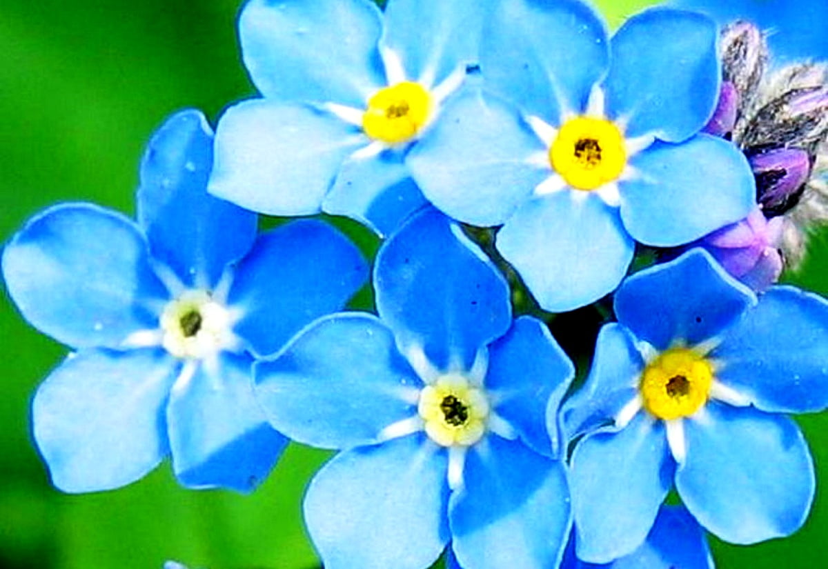 Wonderful Flowers, Blossom, Alpine Forget Me Not Background. TOP Free Download Photo