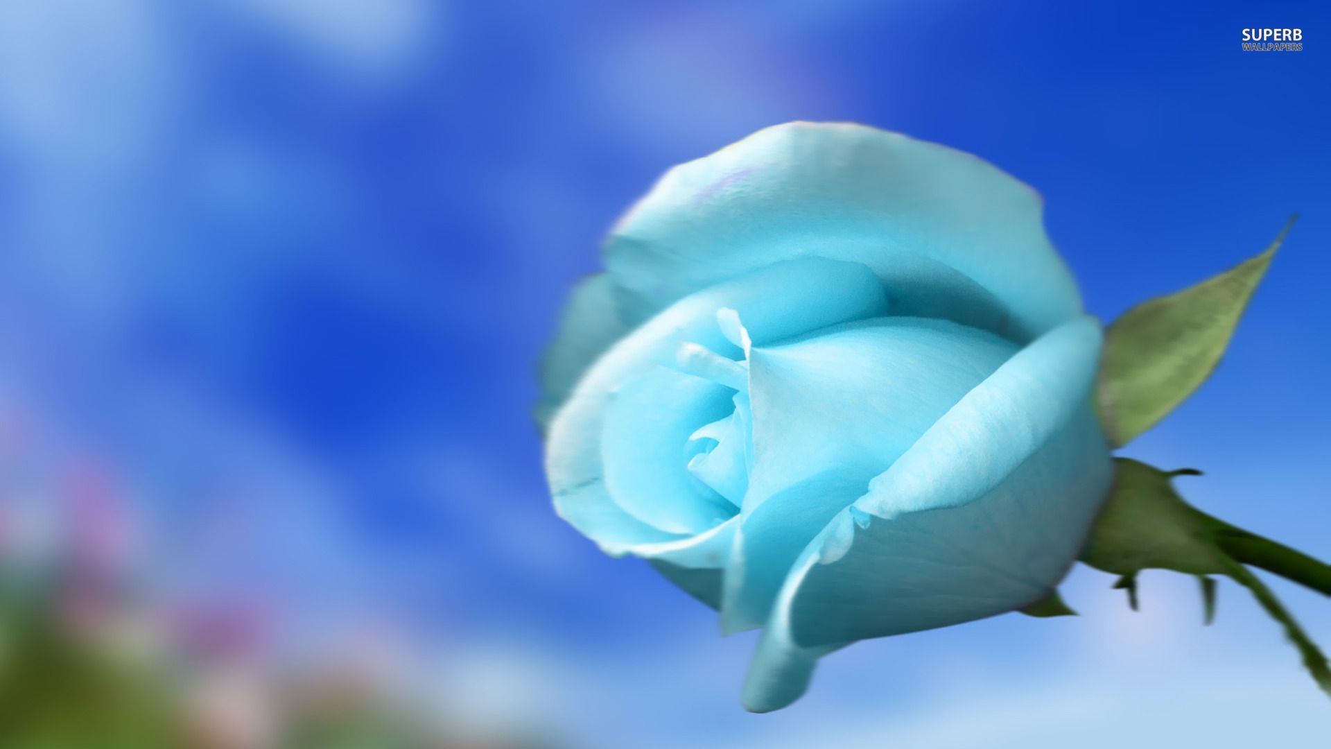 Sky Blue Rose Widescreen Wallpaper 12770