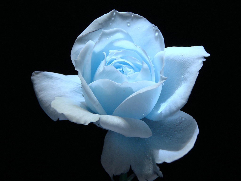 Flower Photo: Light blue rose