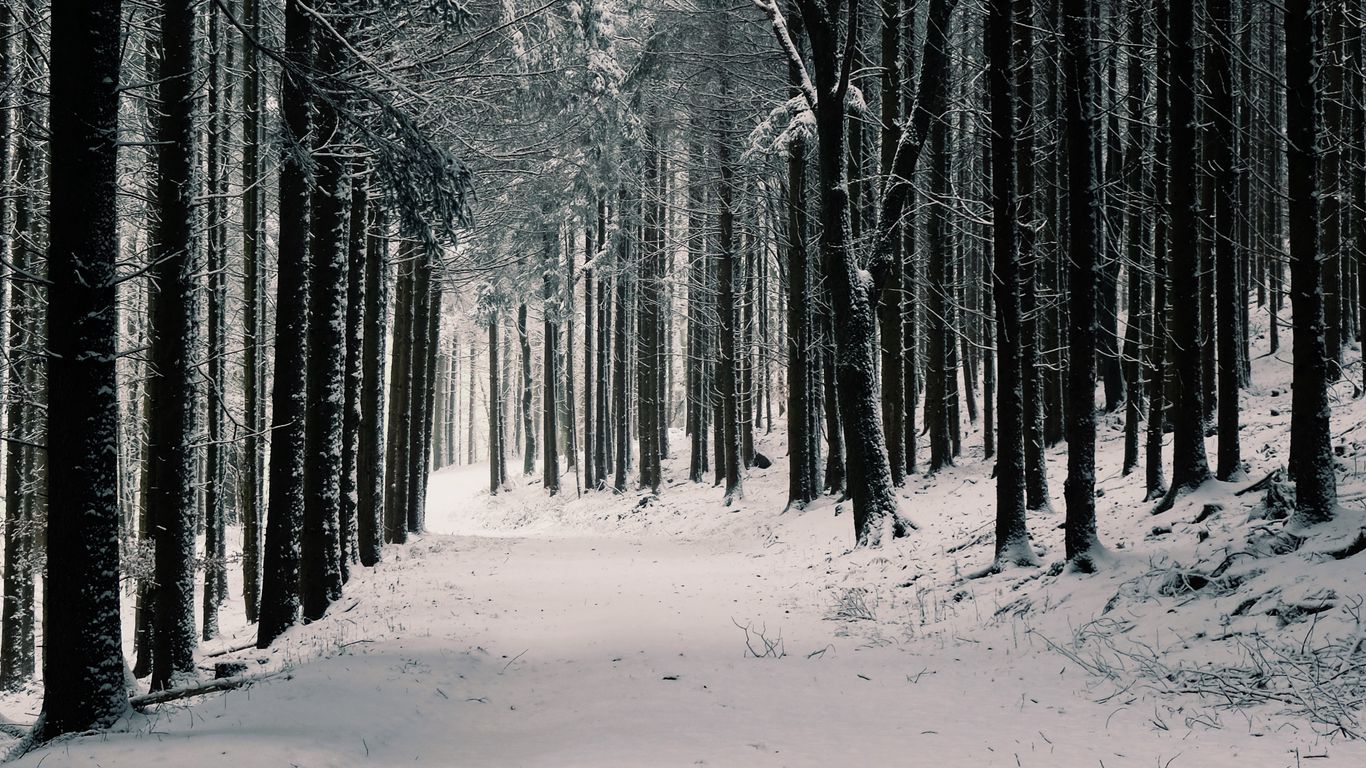 Download wallpaper 1366x768 forest, trees, snow, winter, pines tablet, laptop HD background