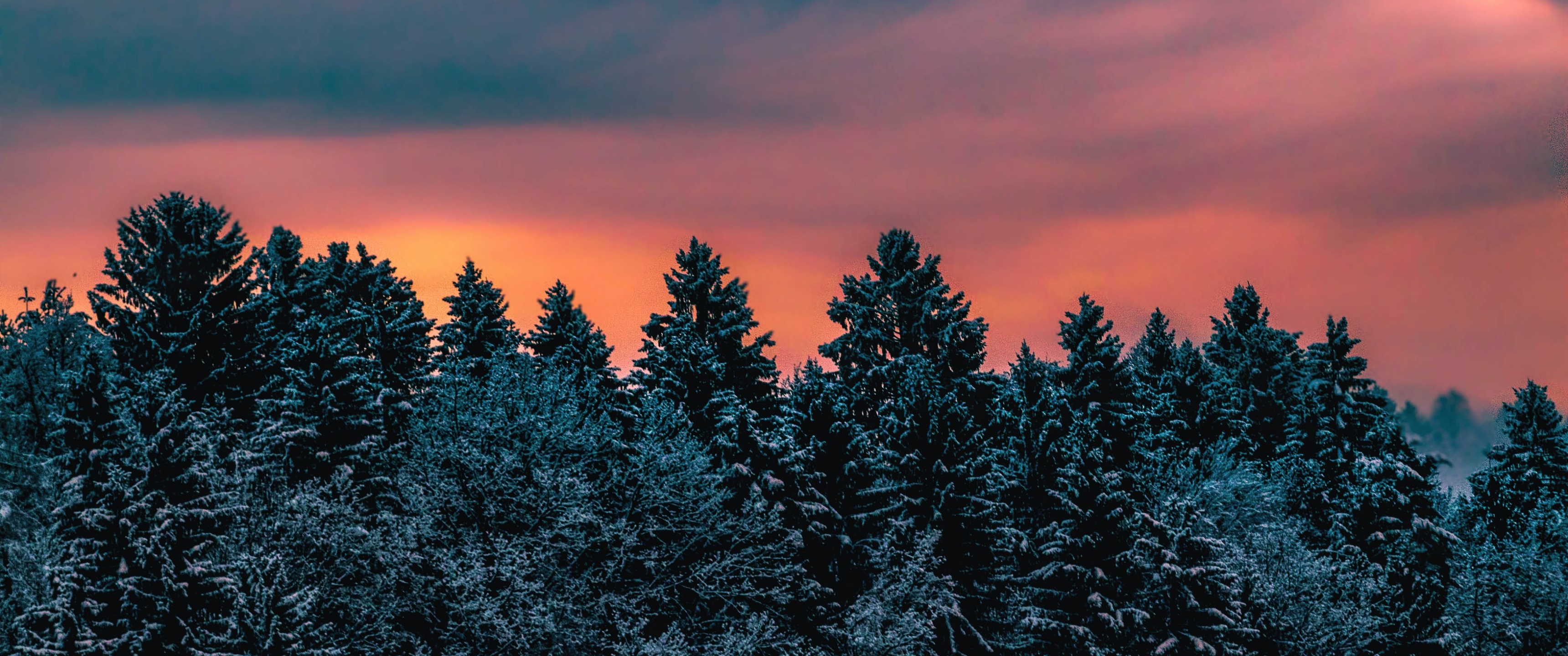 Winter Wallpaper 4K, Pine trees, Evening sky, Dusk, Twilight, Nature