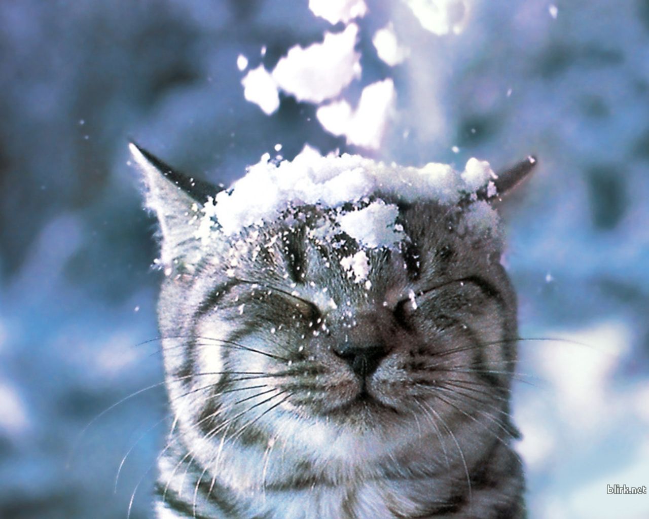 Cats in Snow Wallpaper