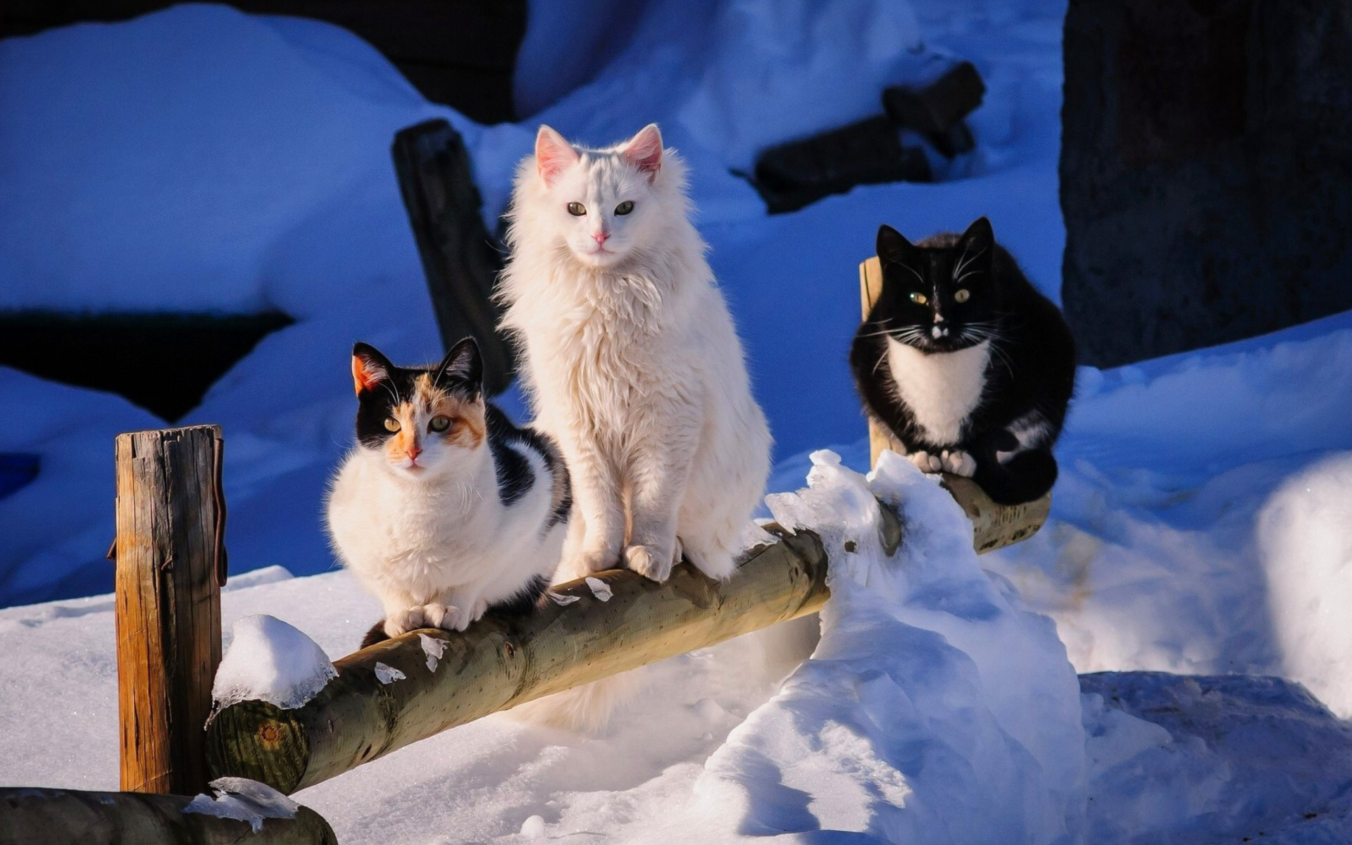 Cute Winter Cat Wallpapers - Wallpaper Cave