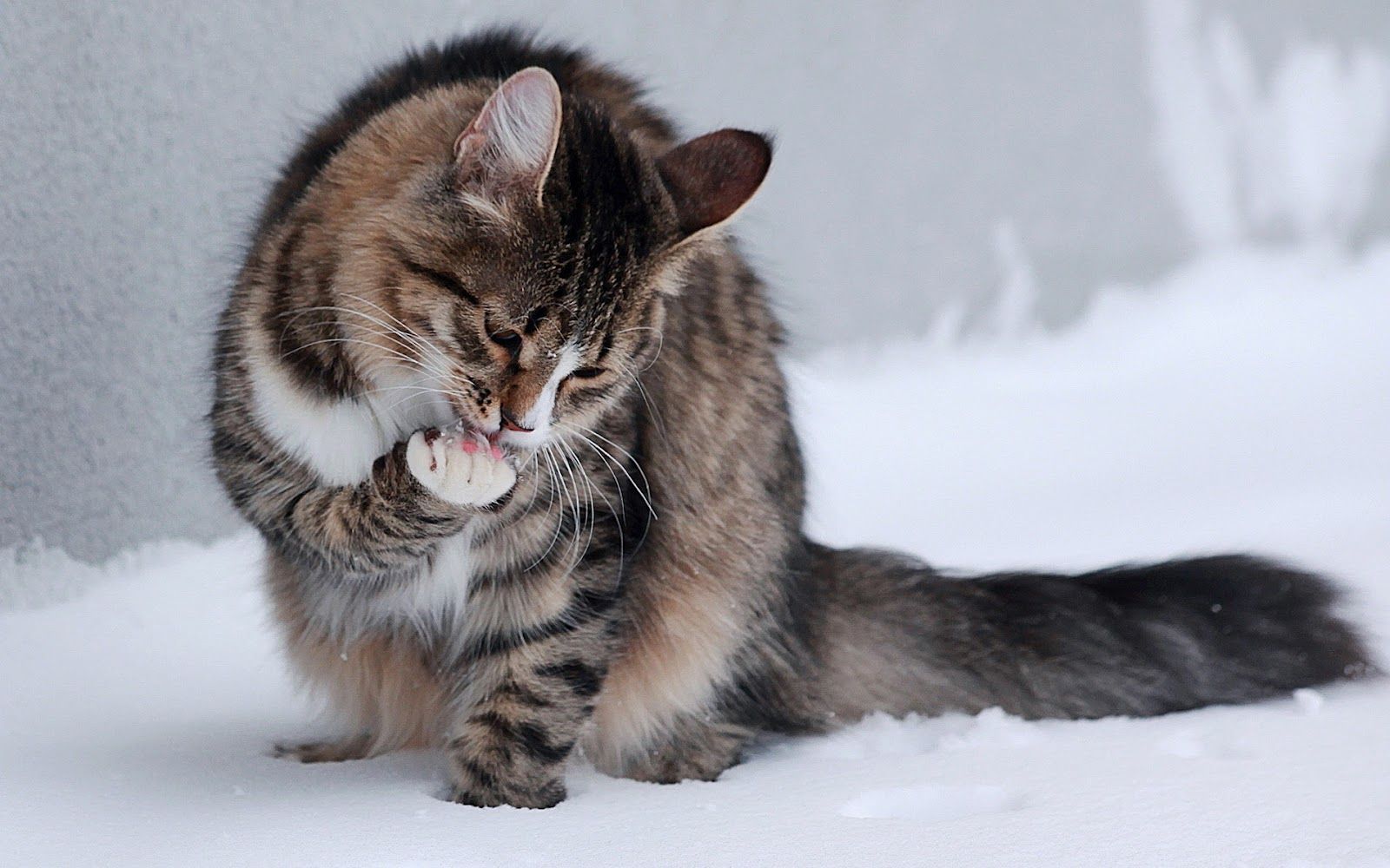 Kitten Winter Wallpaper, HD Kitten Winter Background on WallpaperBat
