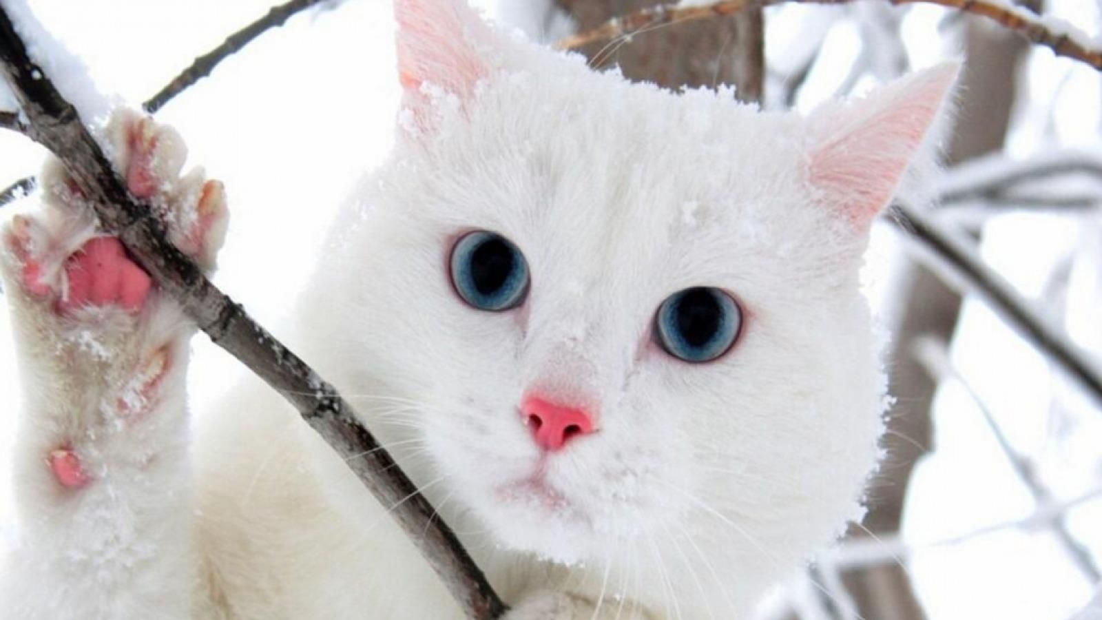 Cute Winter Cat Wallpapers - Wallpaper Cave