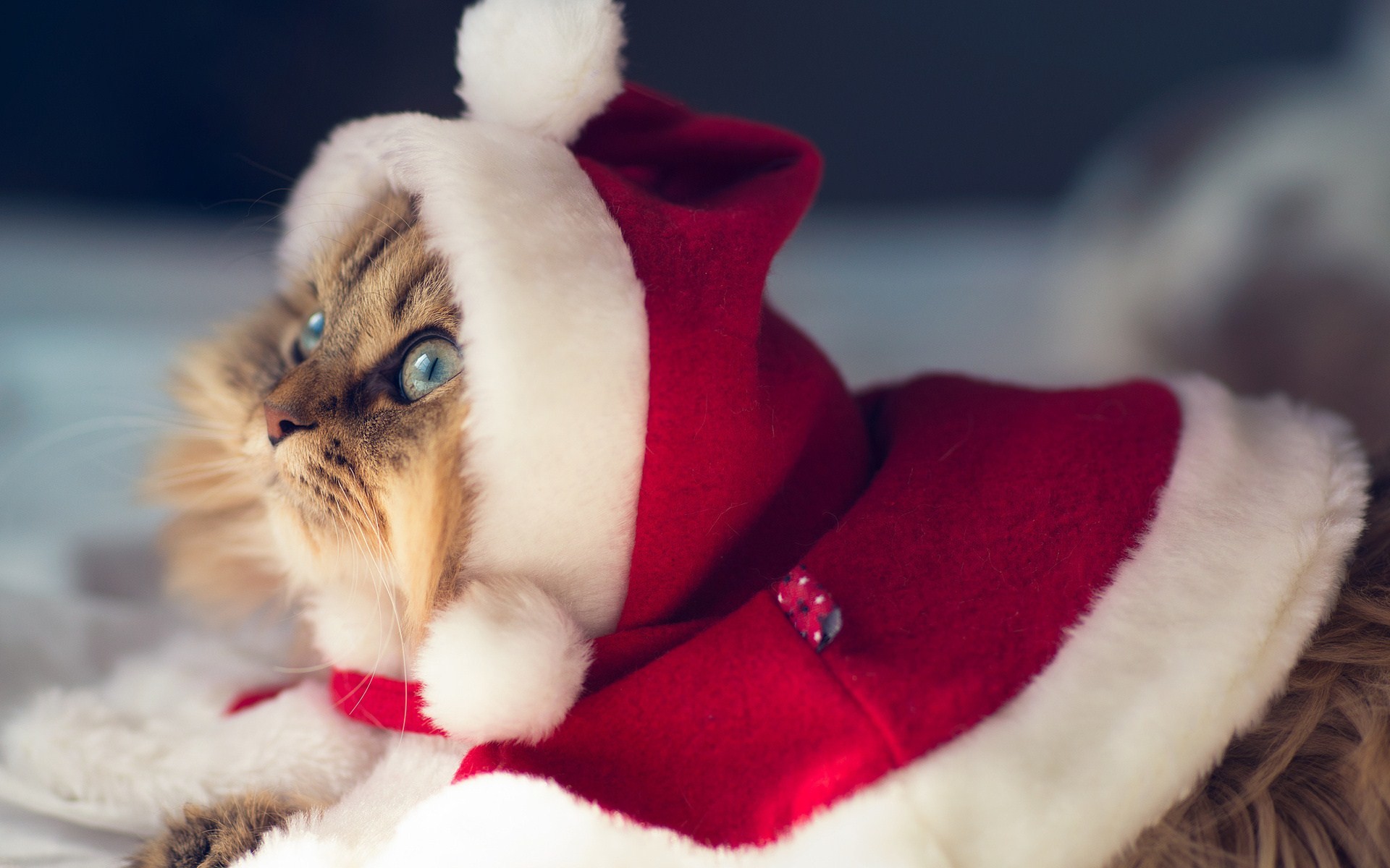 Funny Cat Christmas