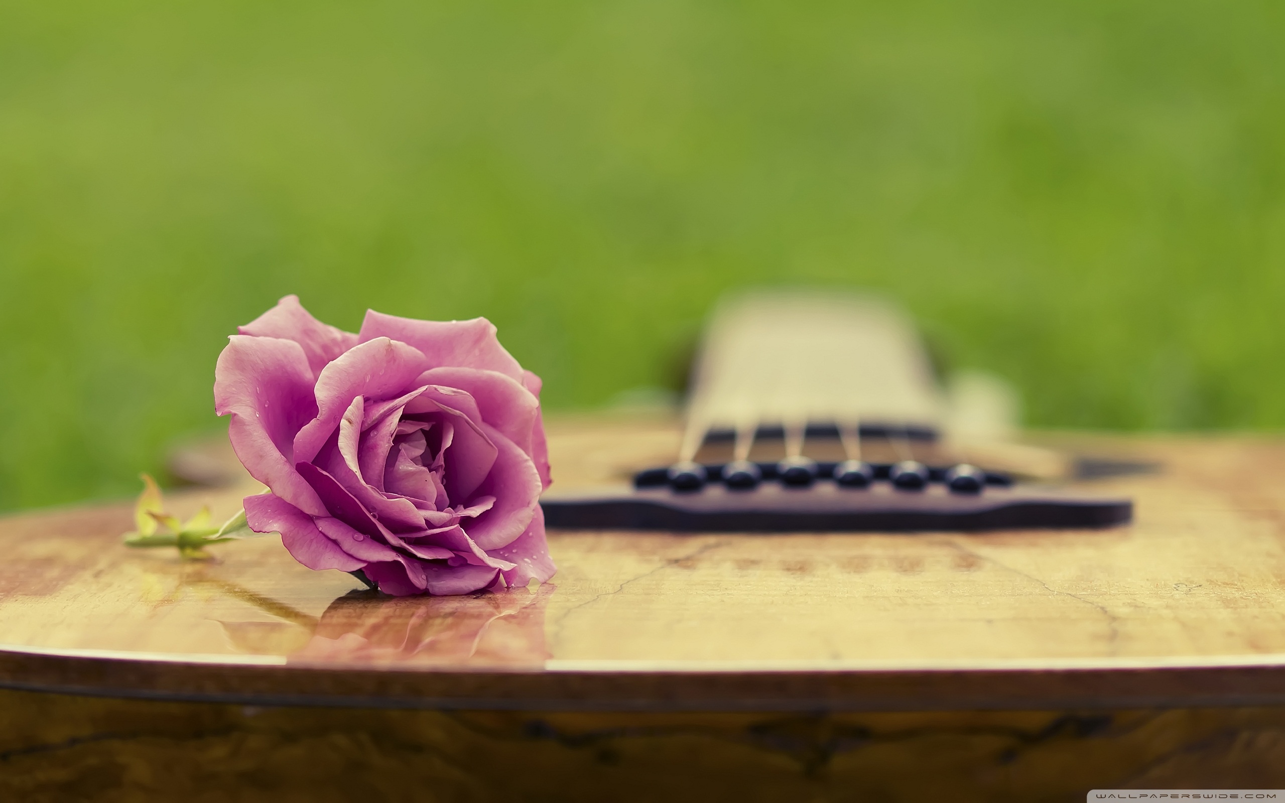 Guitar Rose Ultra HD Desktop Background Wallpaper for 4K UHD TV, Multi Display, Dual Monitor, Tablet